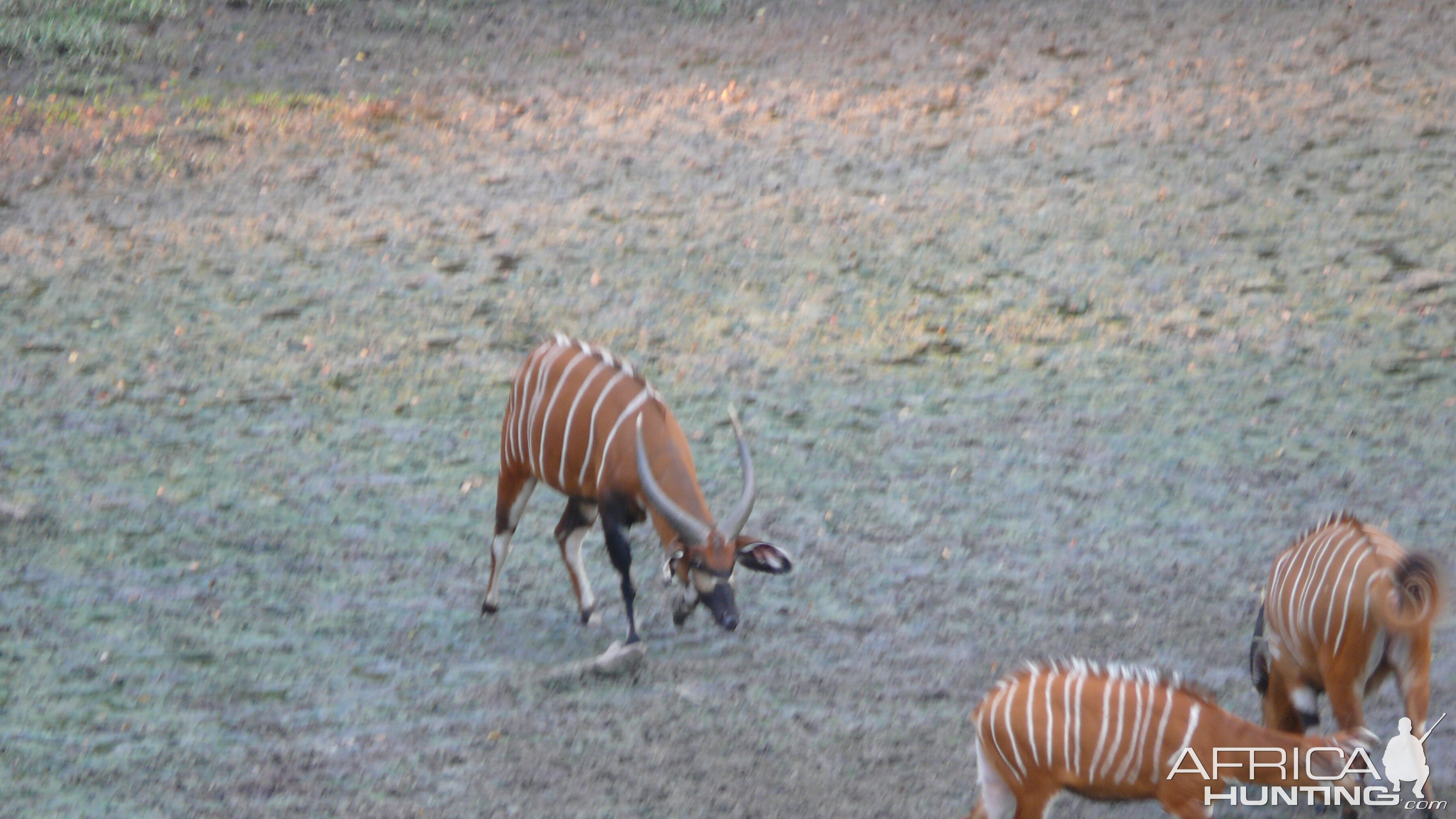 Bongo in Central African Republic