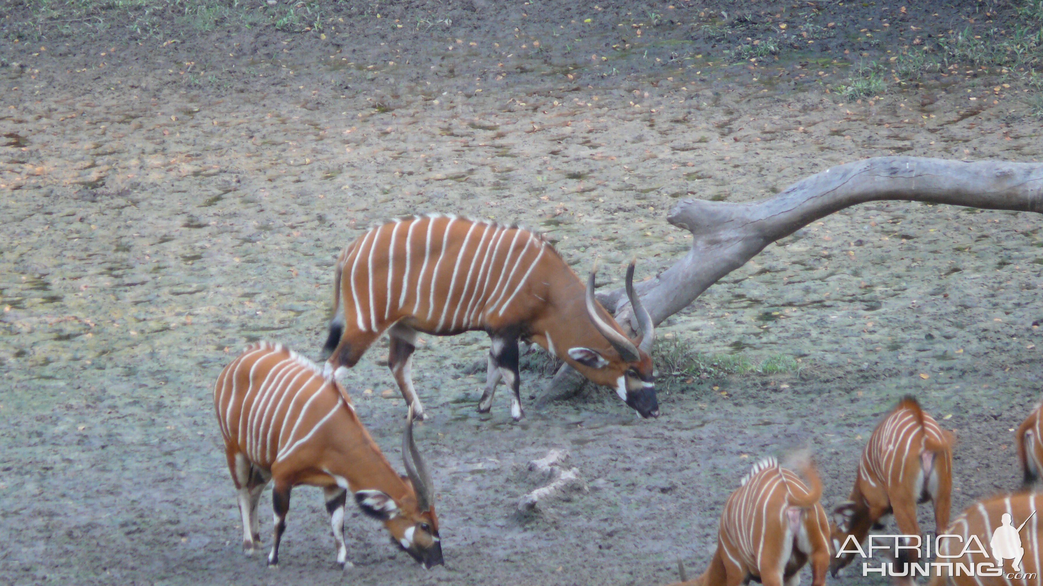 Bongo in Central African Republic