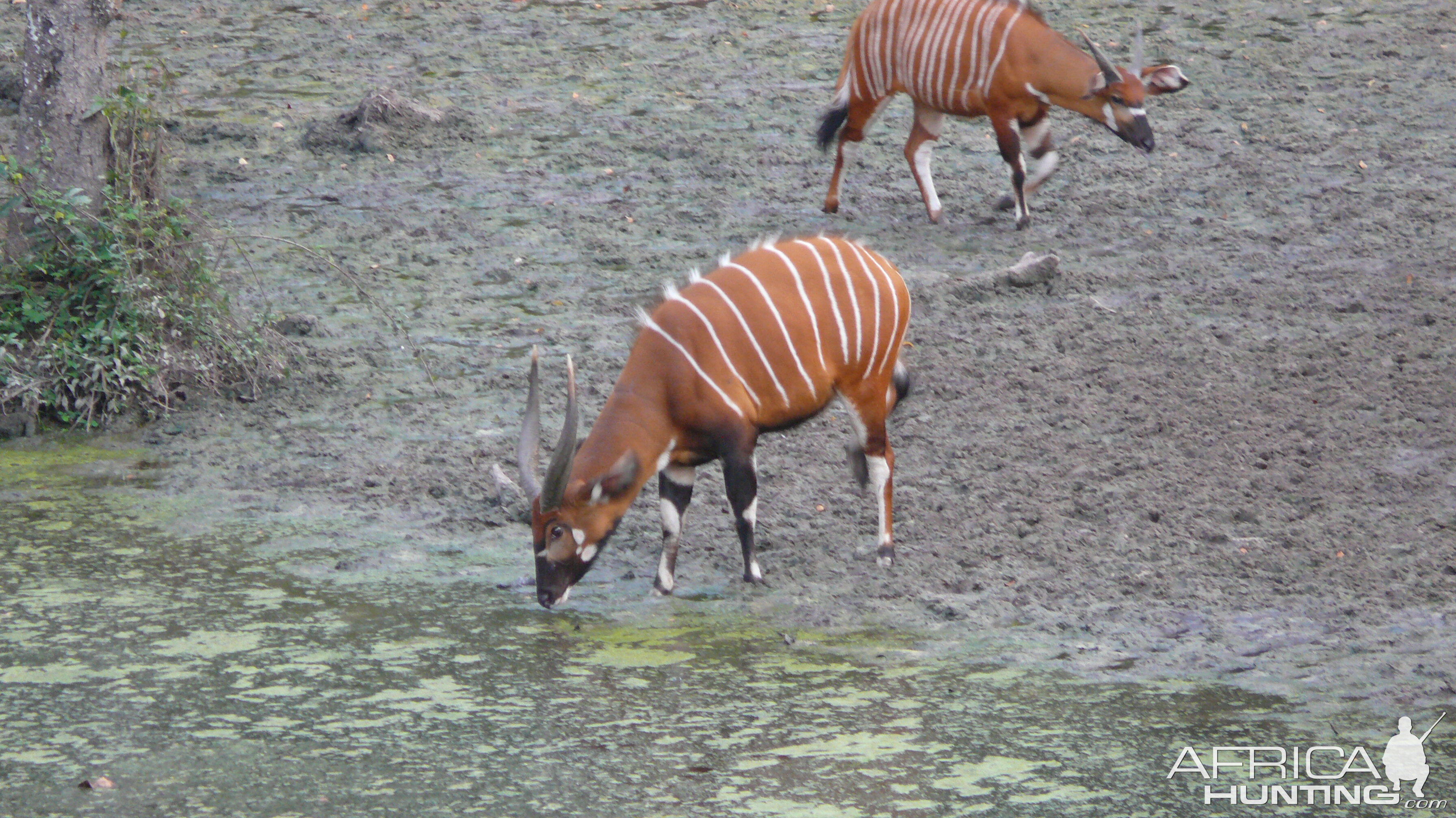 Bongo in Central African Republic