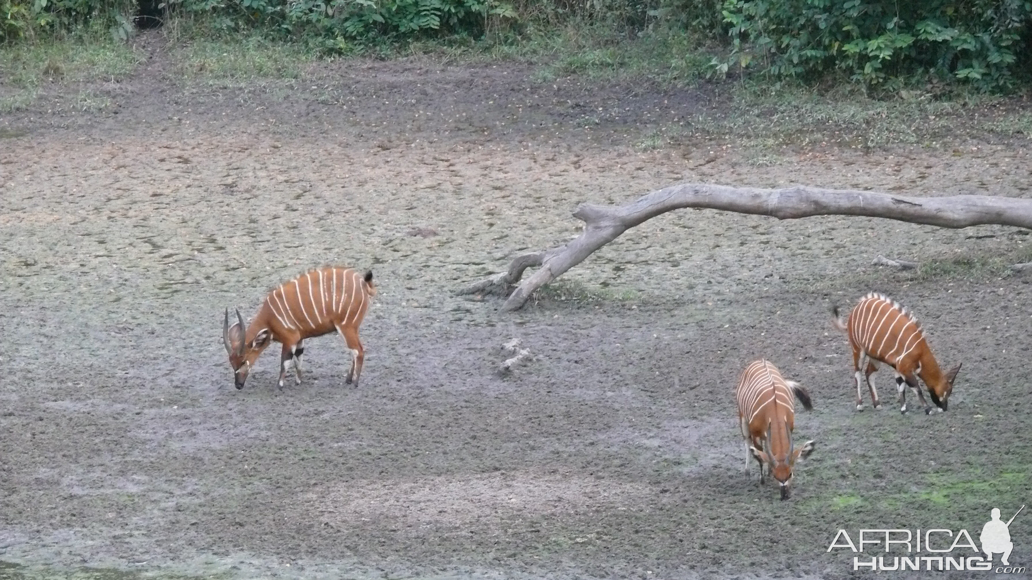 Bongo in Central African Republic