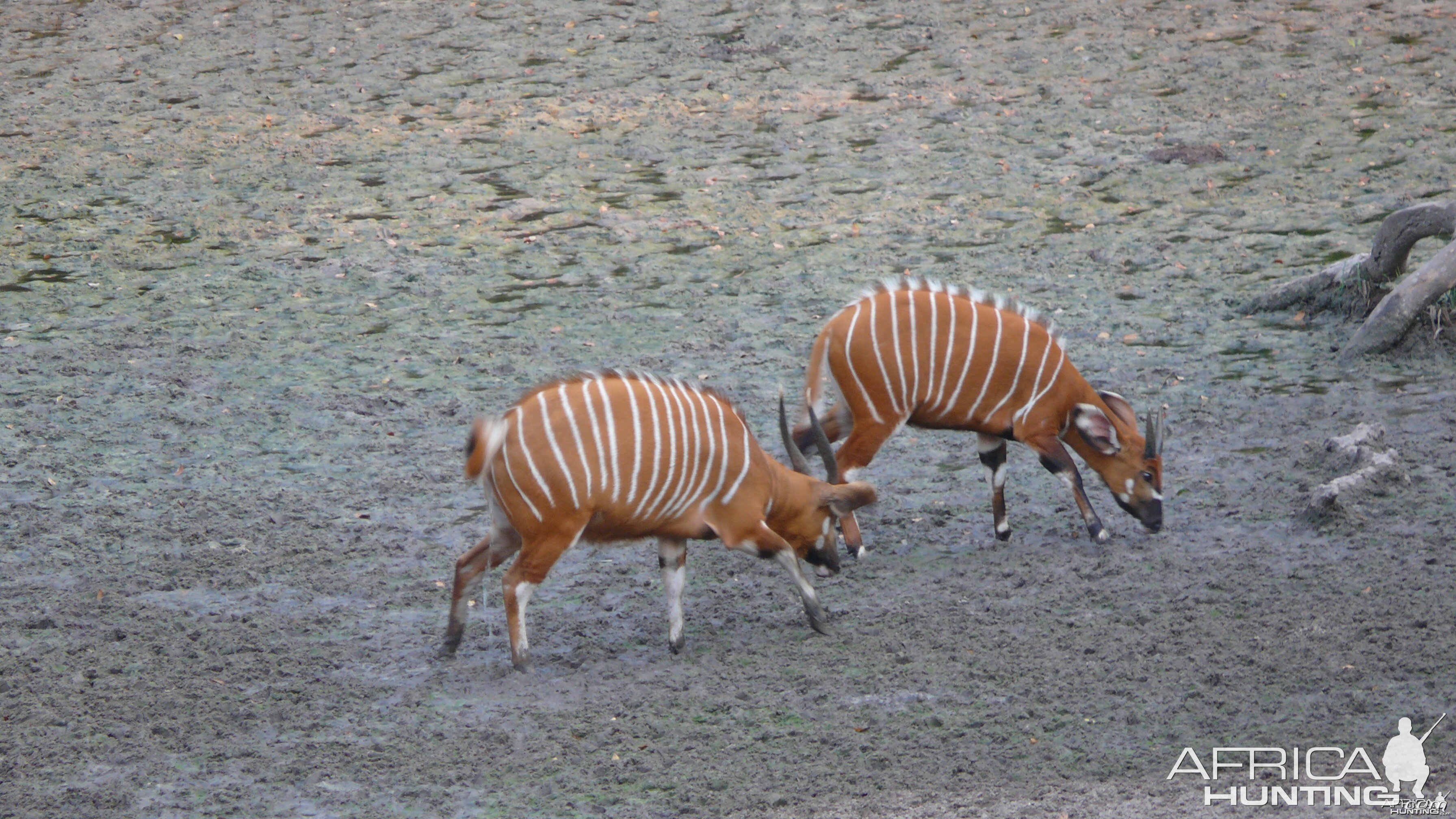 Bongo in Central African Republic