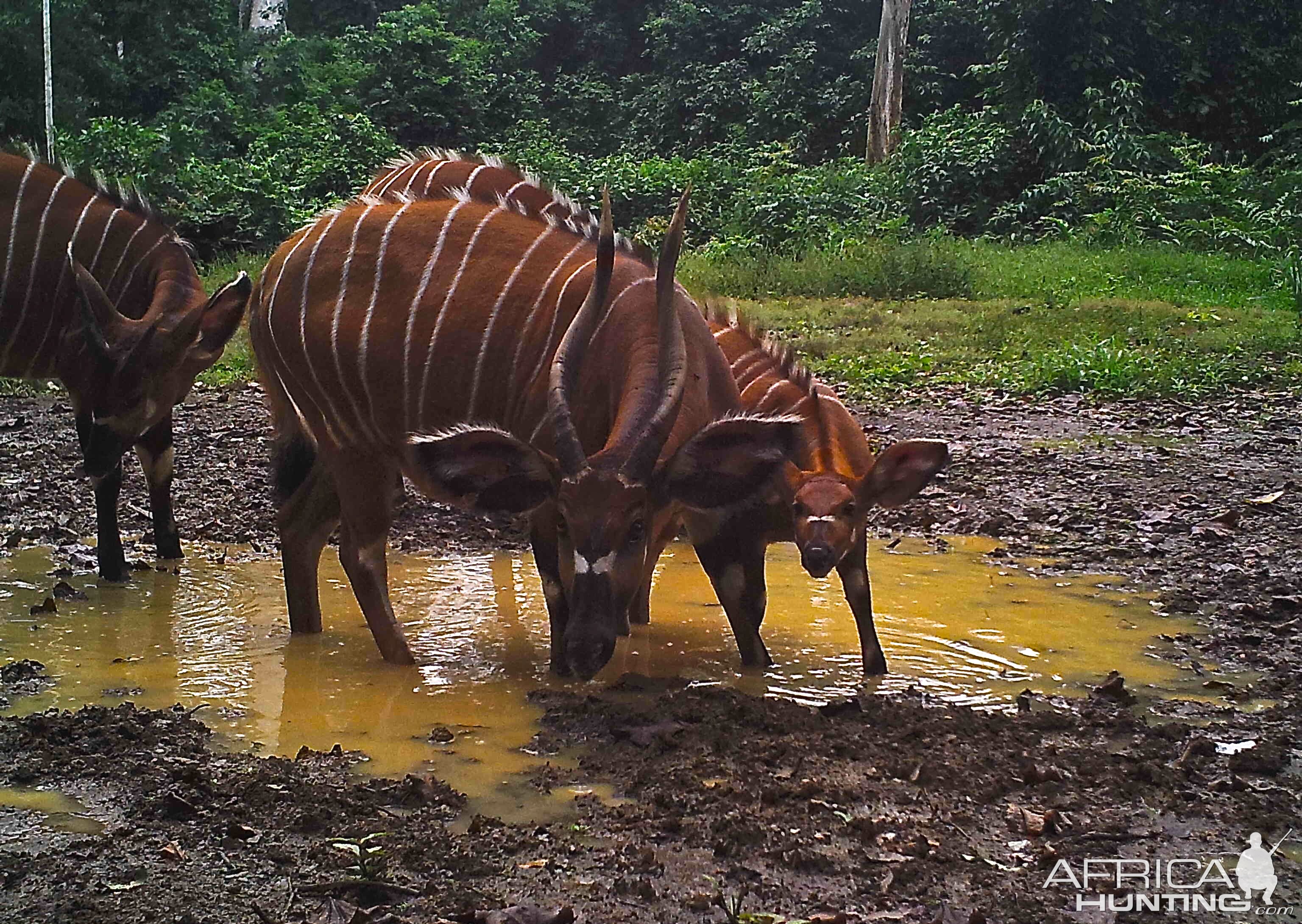 Bongo in Congo