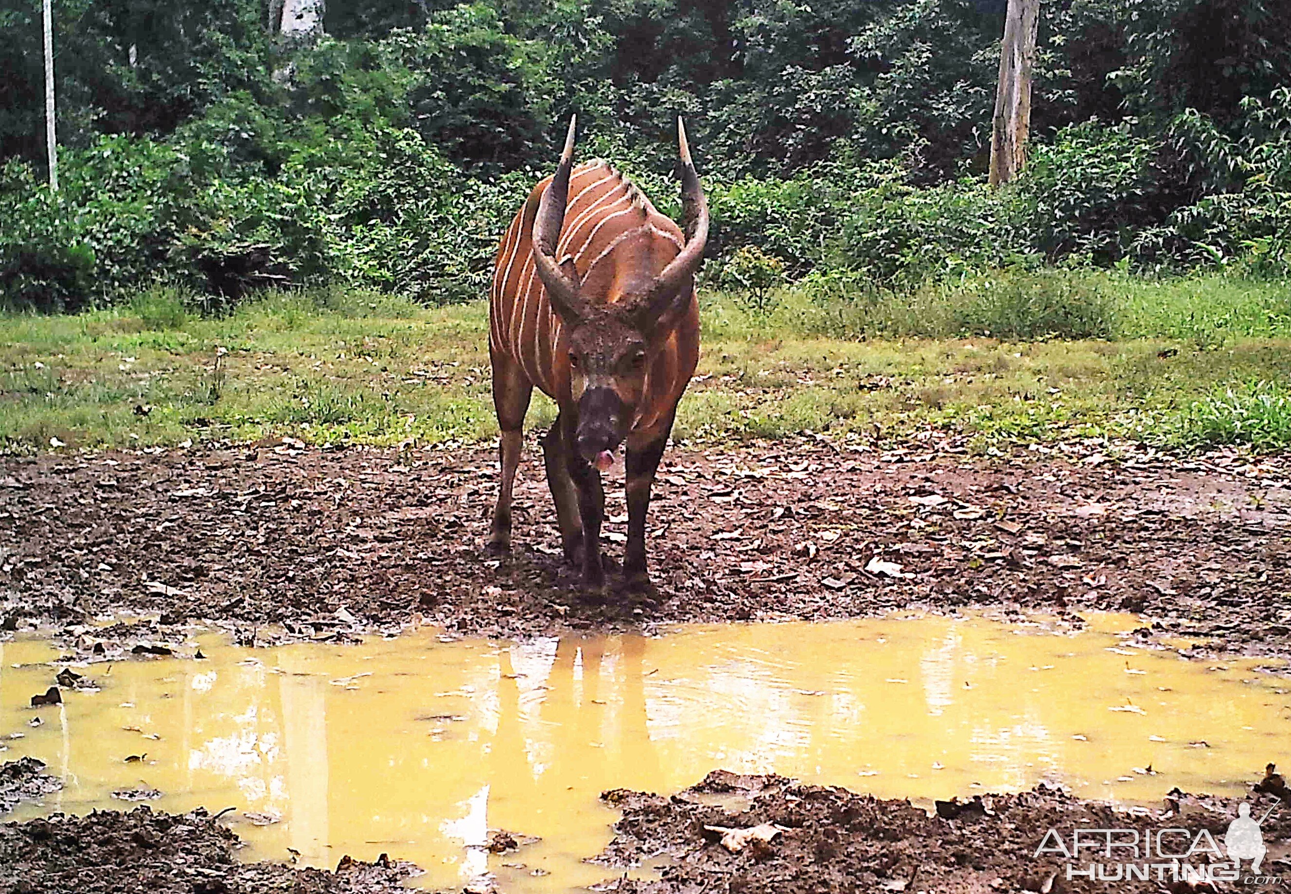 Bongo in Congo