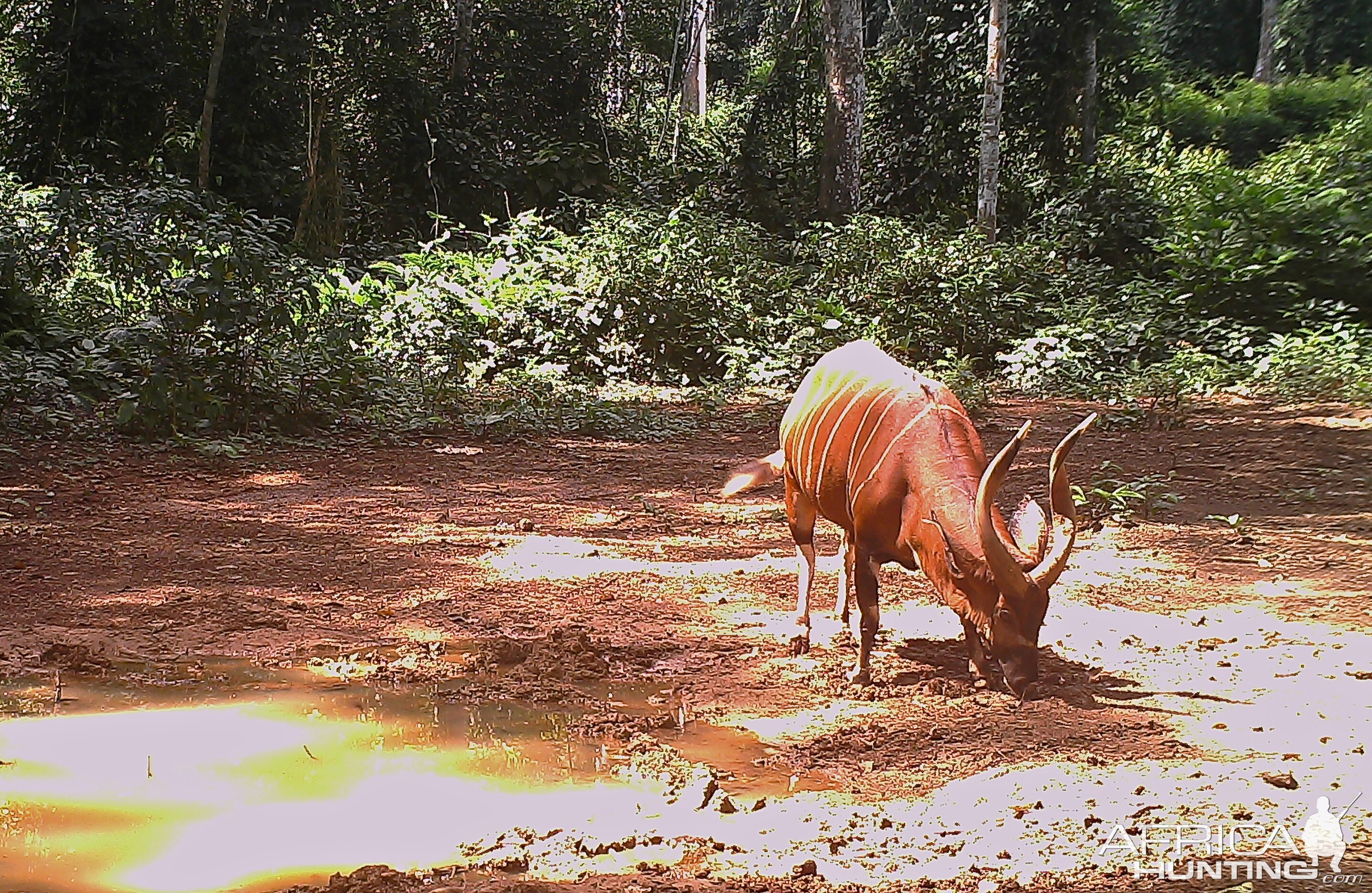 Bongo in Congo