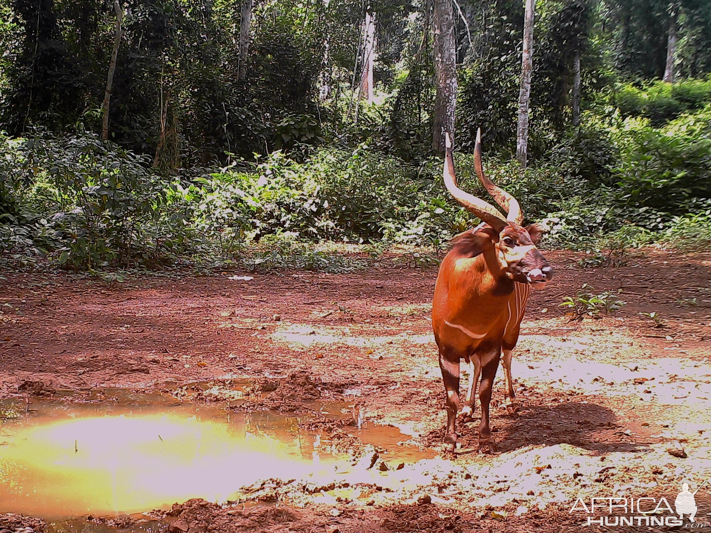 Bongo in Congo