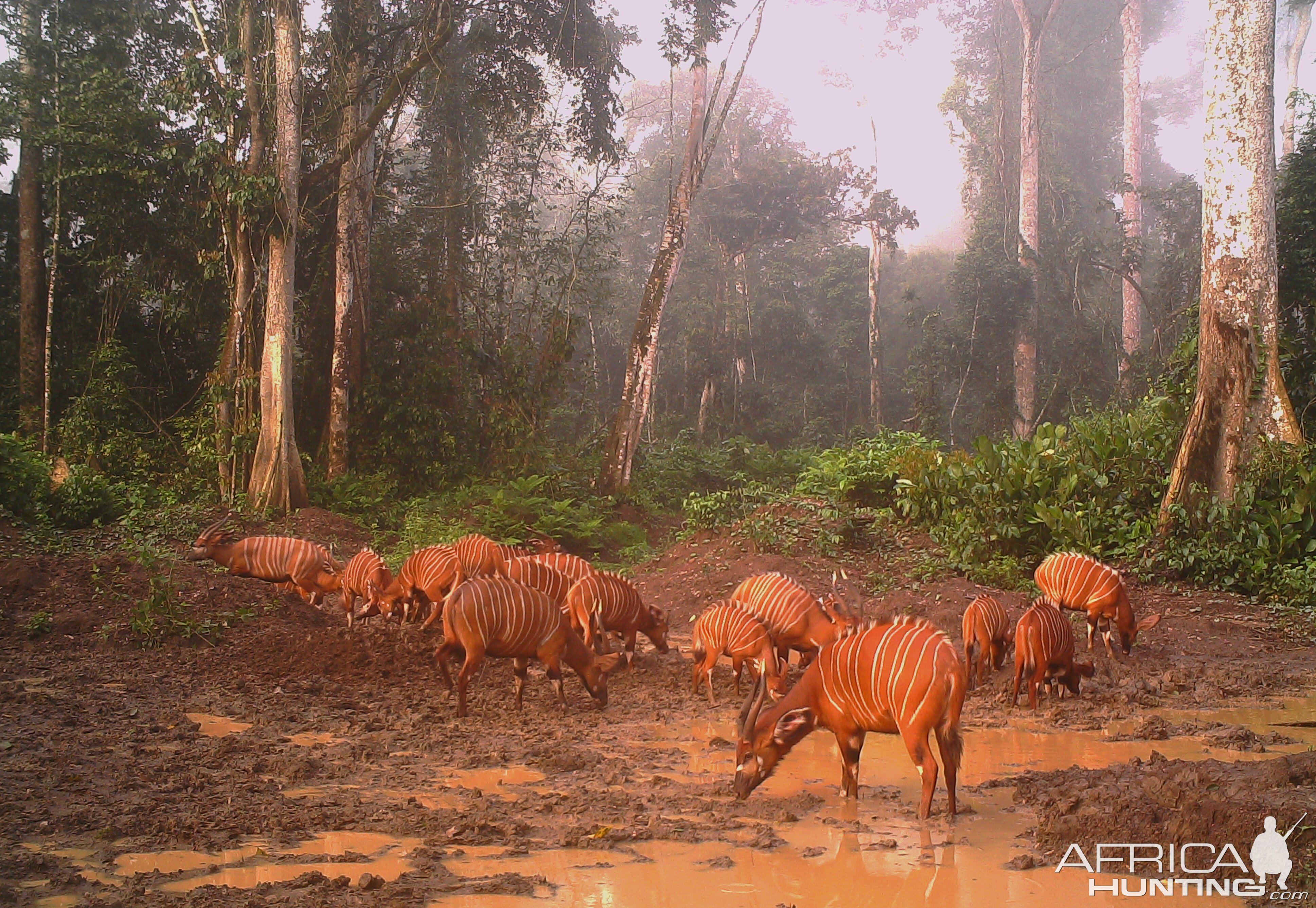 Bongo in Congo