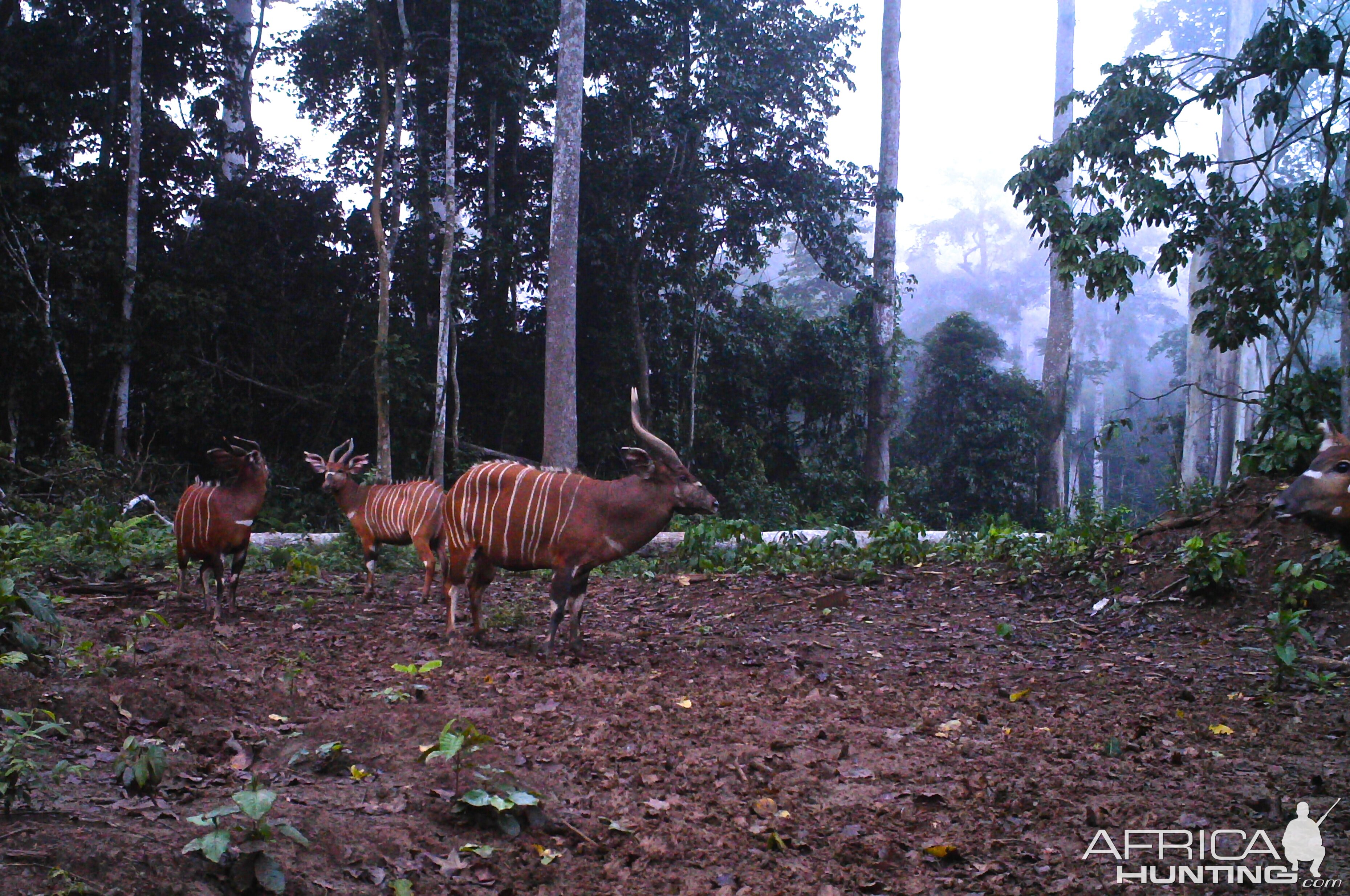 Bongo in  Congo