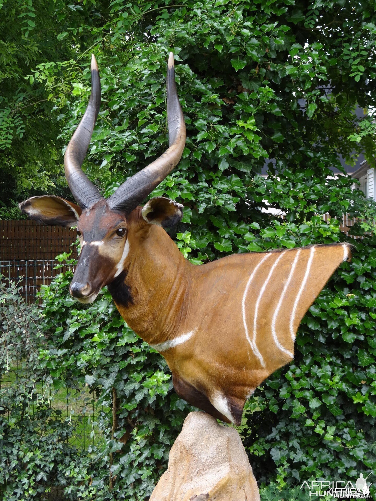 Bongo mount