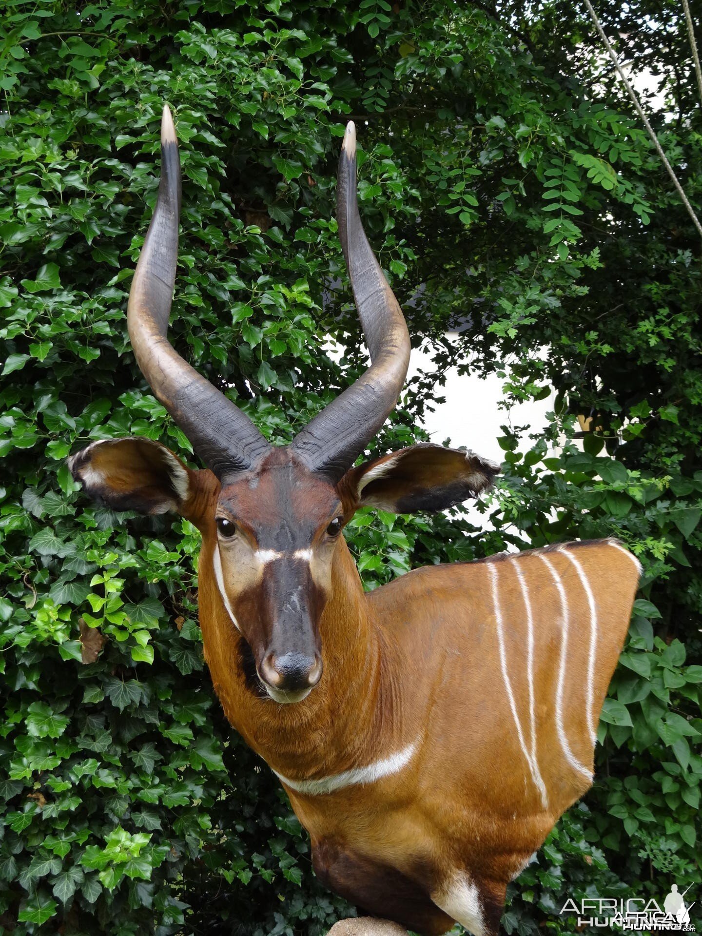 Bongo mount