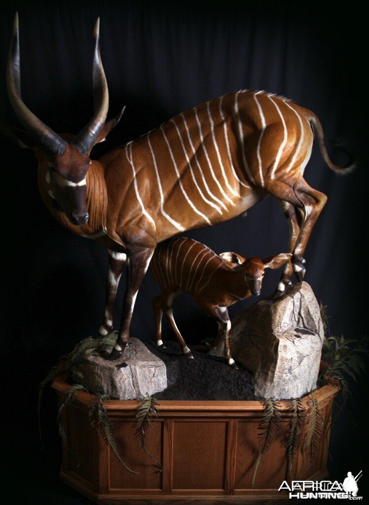 Bongo mount