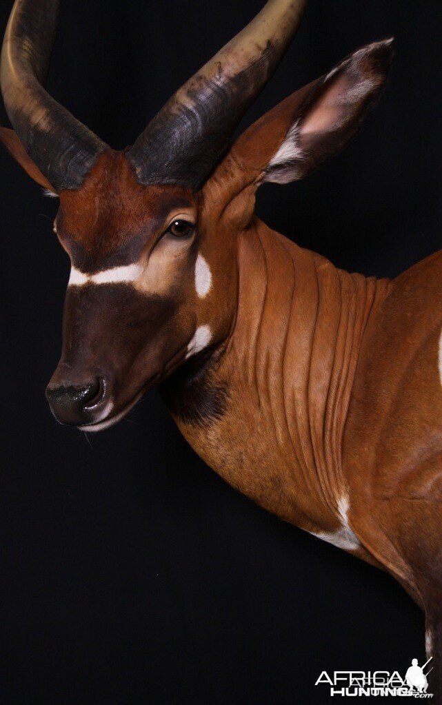 Bongo mount