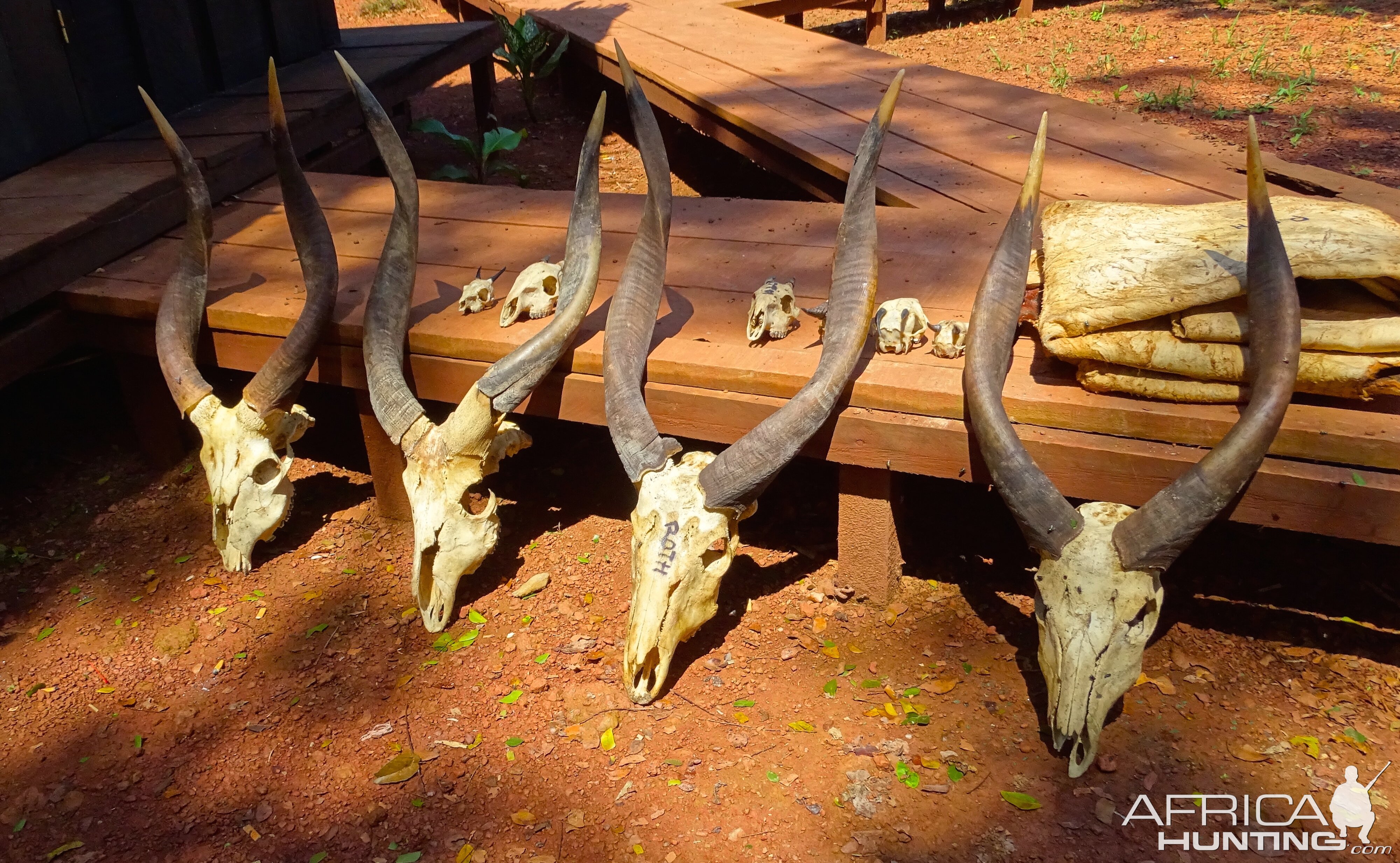 Bongo skulls hunting in Congo