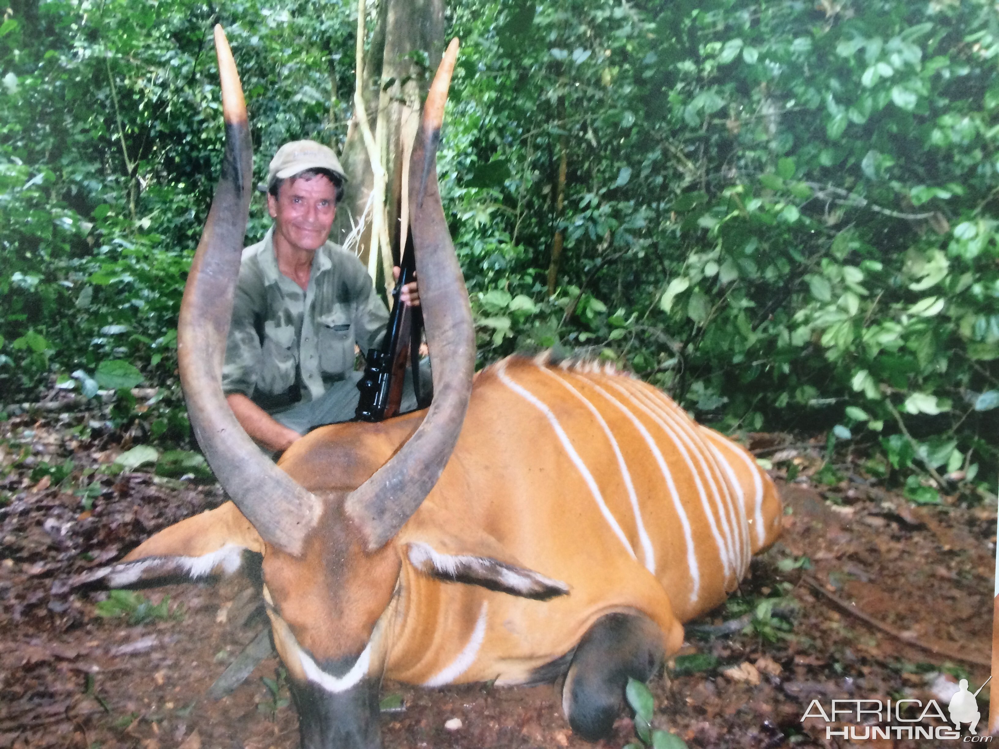 Bongo (Tragelaphus eurycerus) Hunting