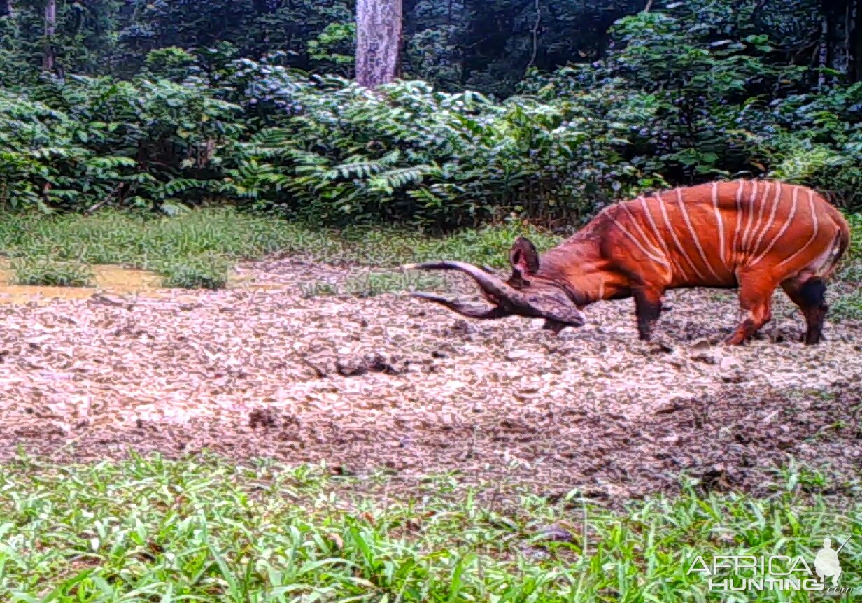 Bongo Trail Cam Congo