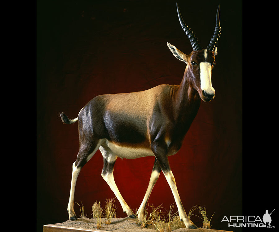 Bontebok Full Mount Taxidermy