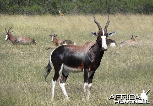 Bontebok South Africa