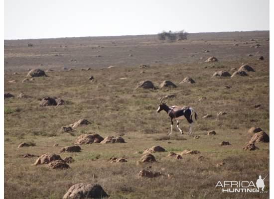 Bontebok South Africa