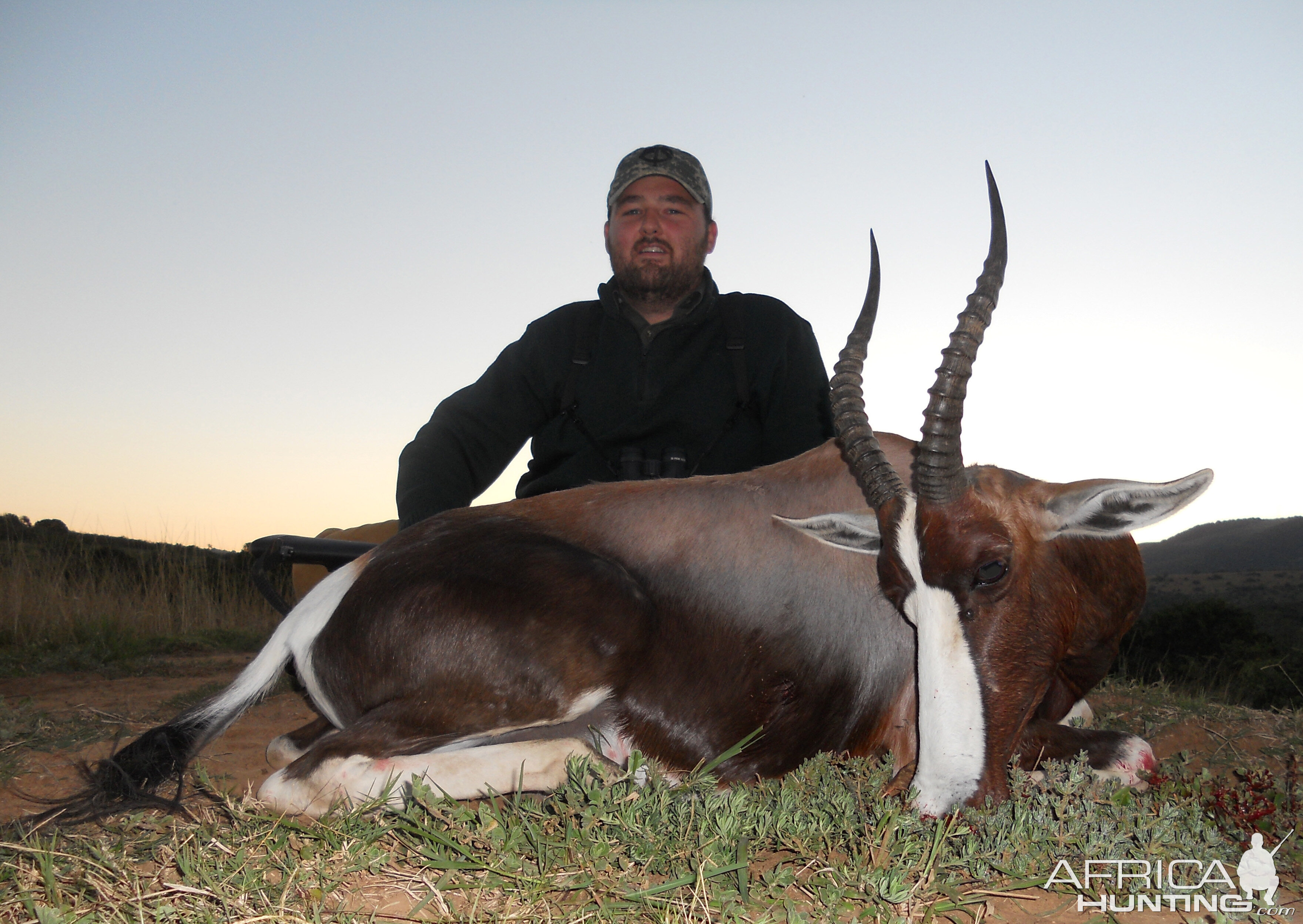 Bontebok