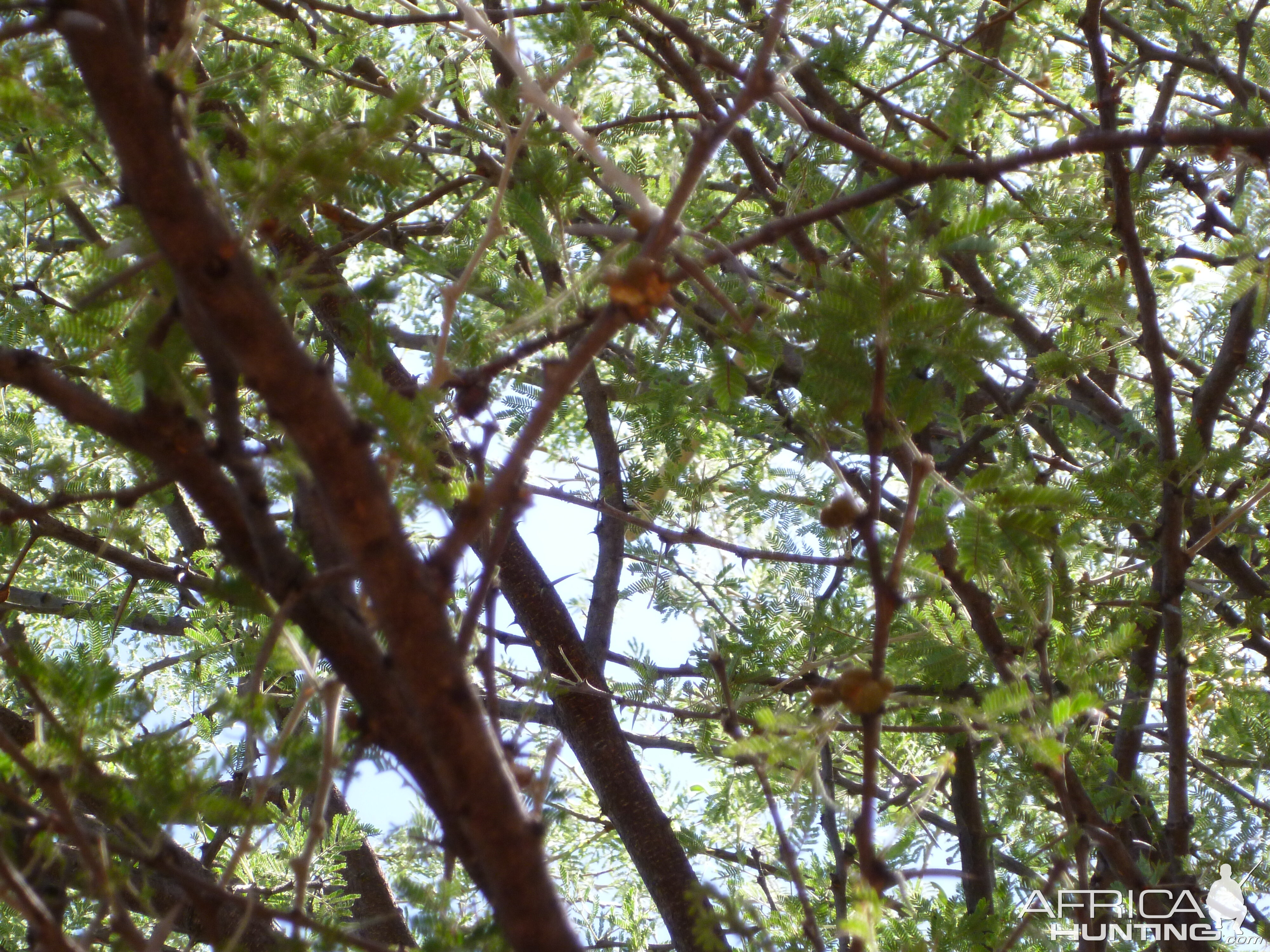 Boomslang Namibia (snake)