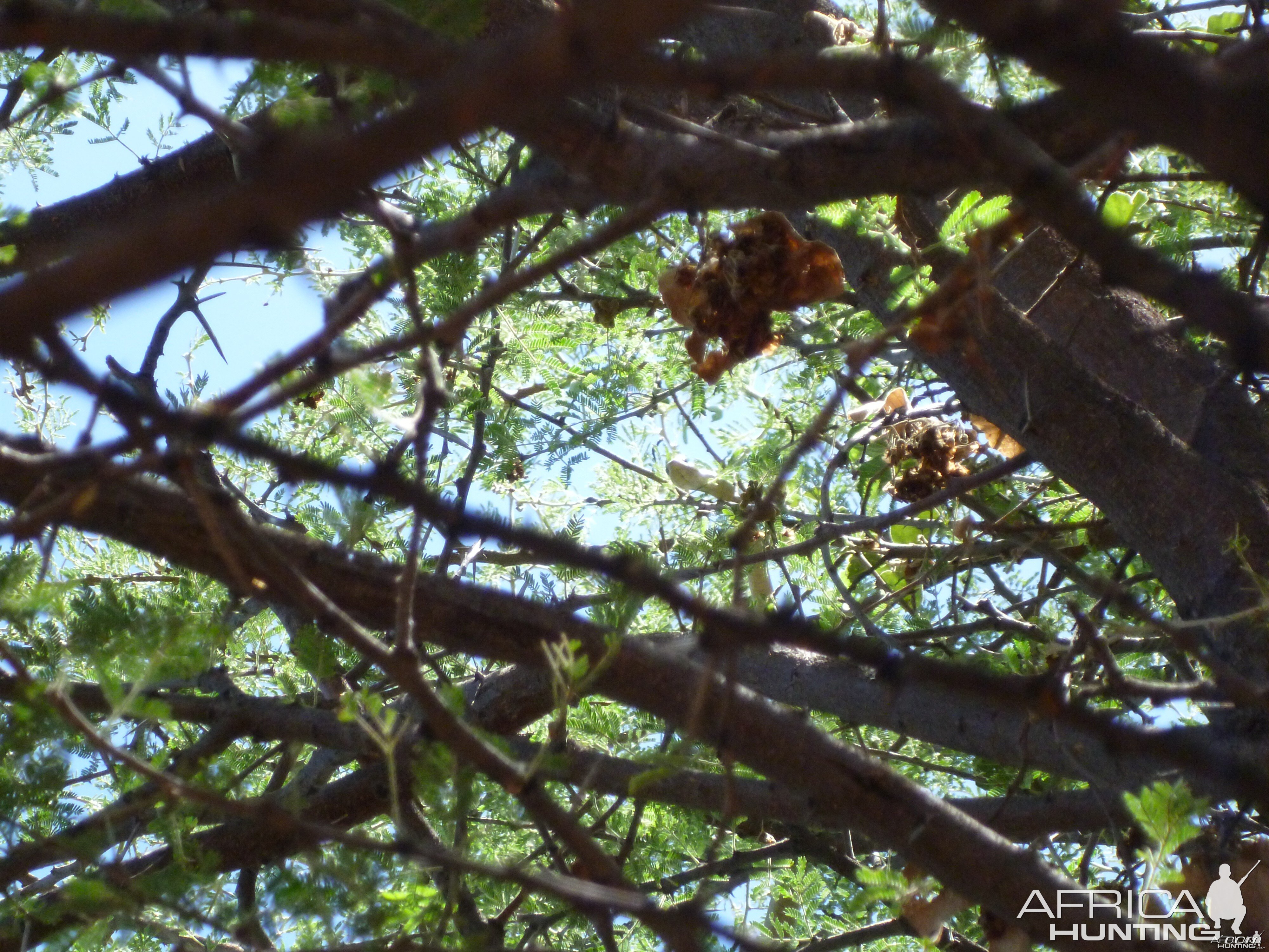 Boomslang Namibia (snake)