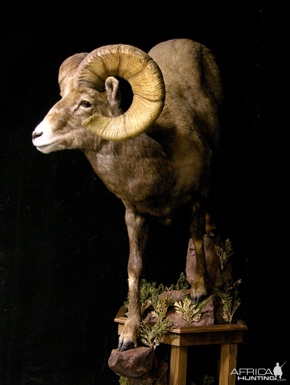 Boone & Crockett Bighorn Sheep Full Taxidermy Mount