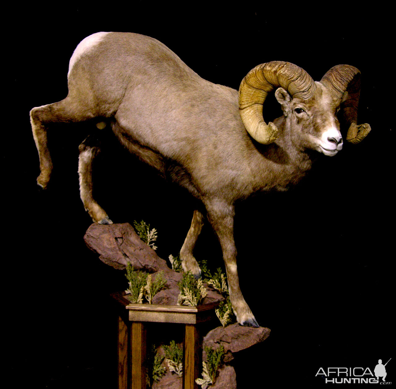 Boone & Crockett Bighorn Sheep Full Taxidermy Mount