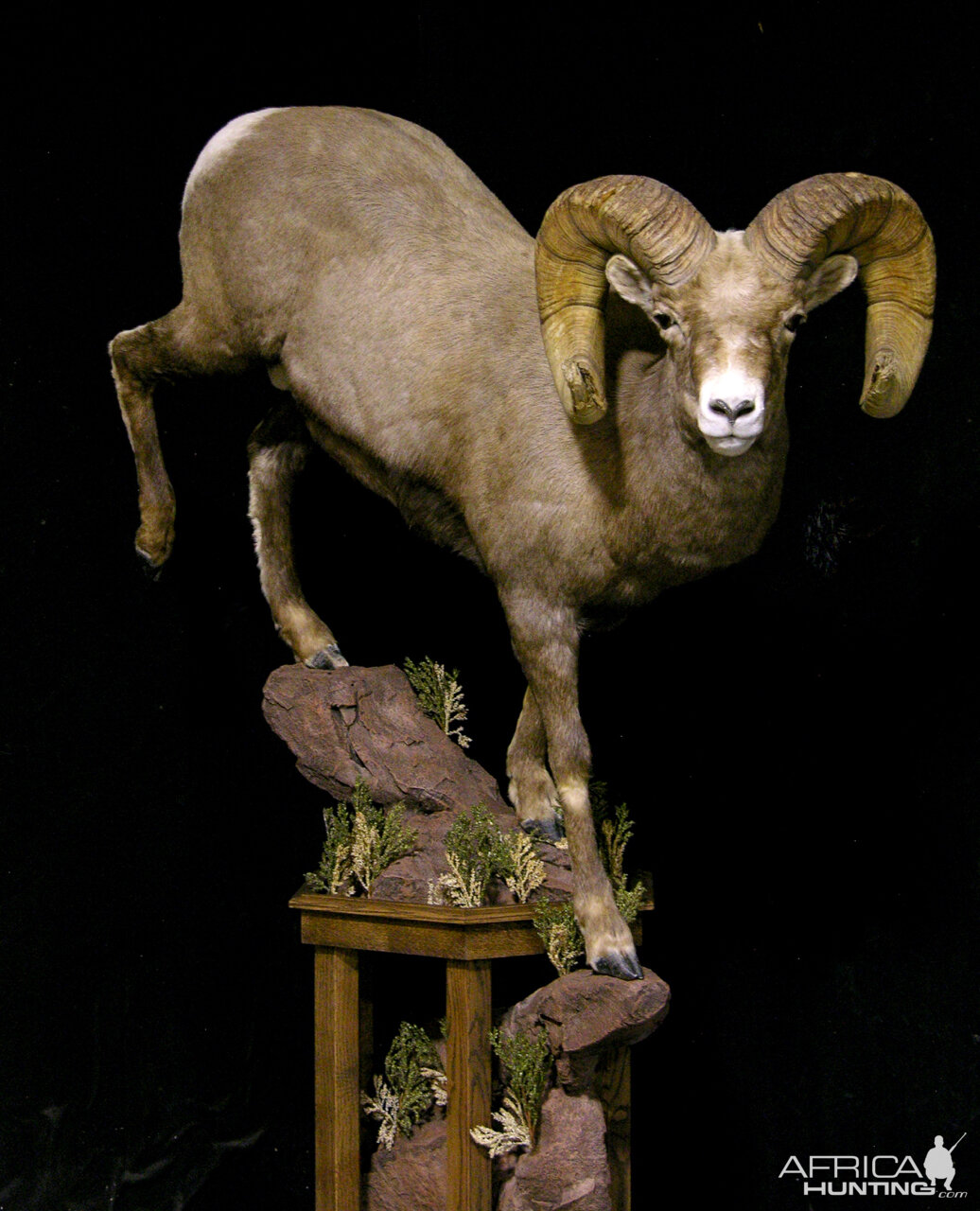 Boone & Crockett Bighorn Sheep Full Taxidermy Mount