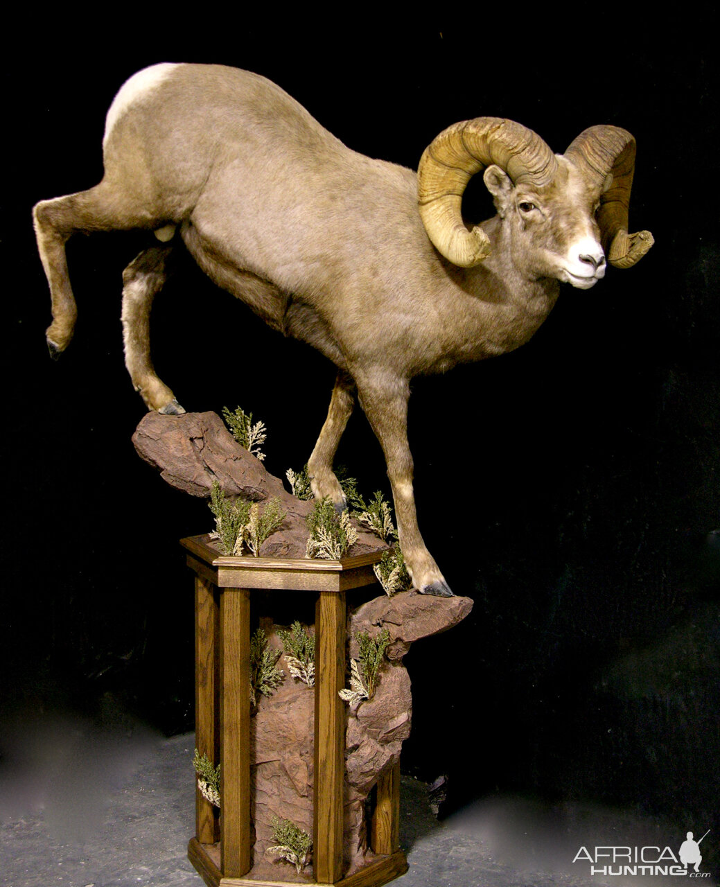 Boone & Crockett Bighorn Sheep Full Taxidermy Mount