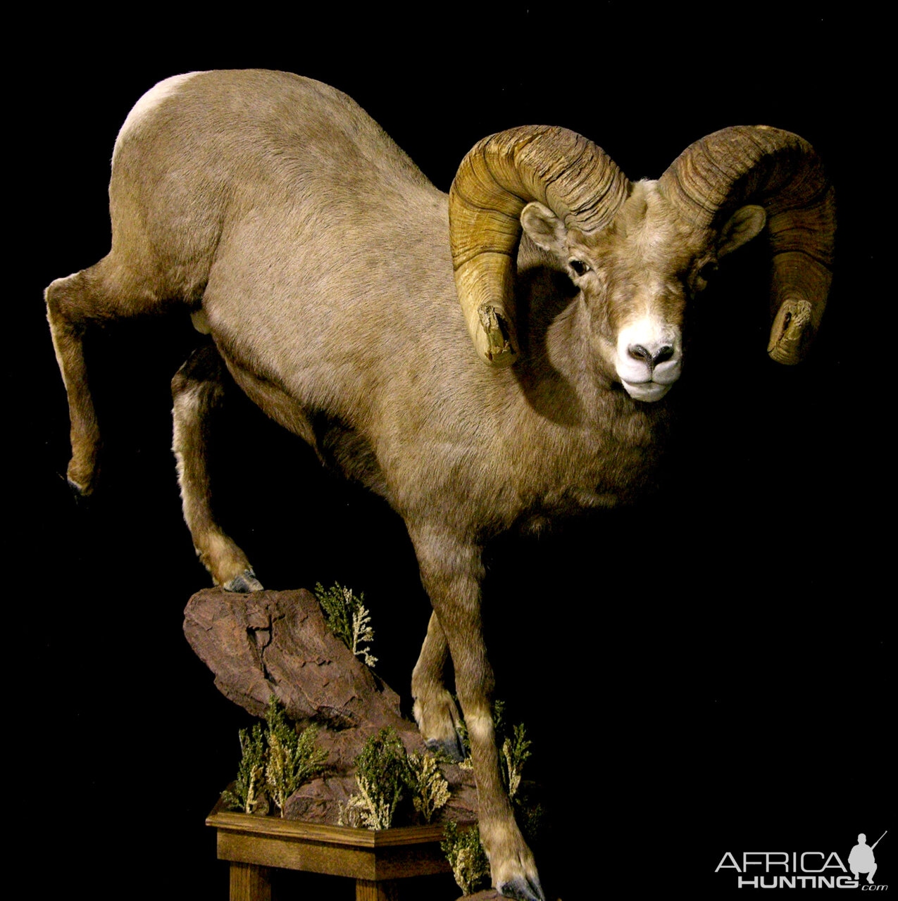 Boone & Crockett Bighorn Sheep Full Taxidermy Mount