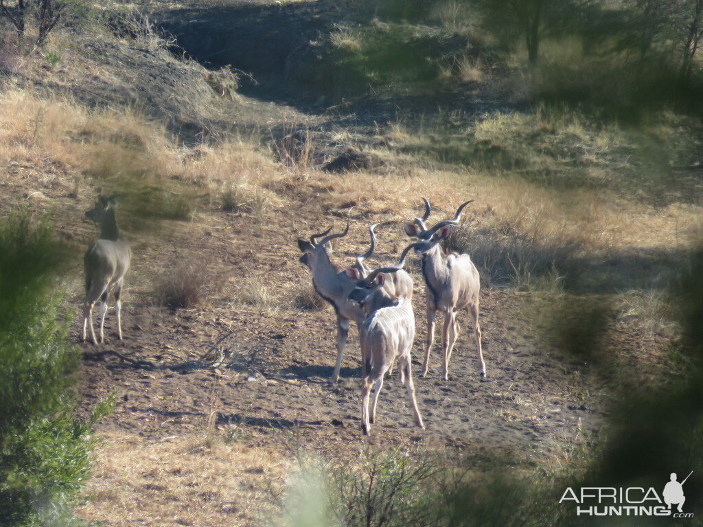 Bos en Dal Safaris Kudu South Africa