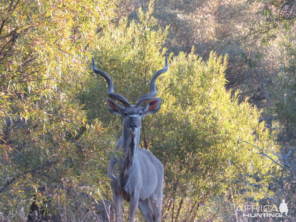 Bos en Dal Safaris Kudu South Africa