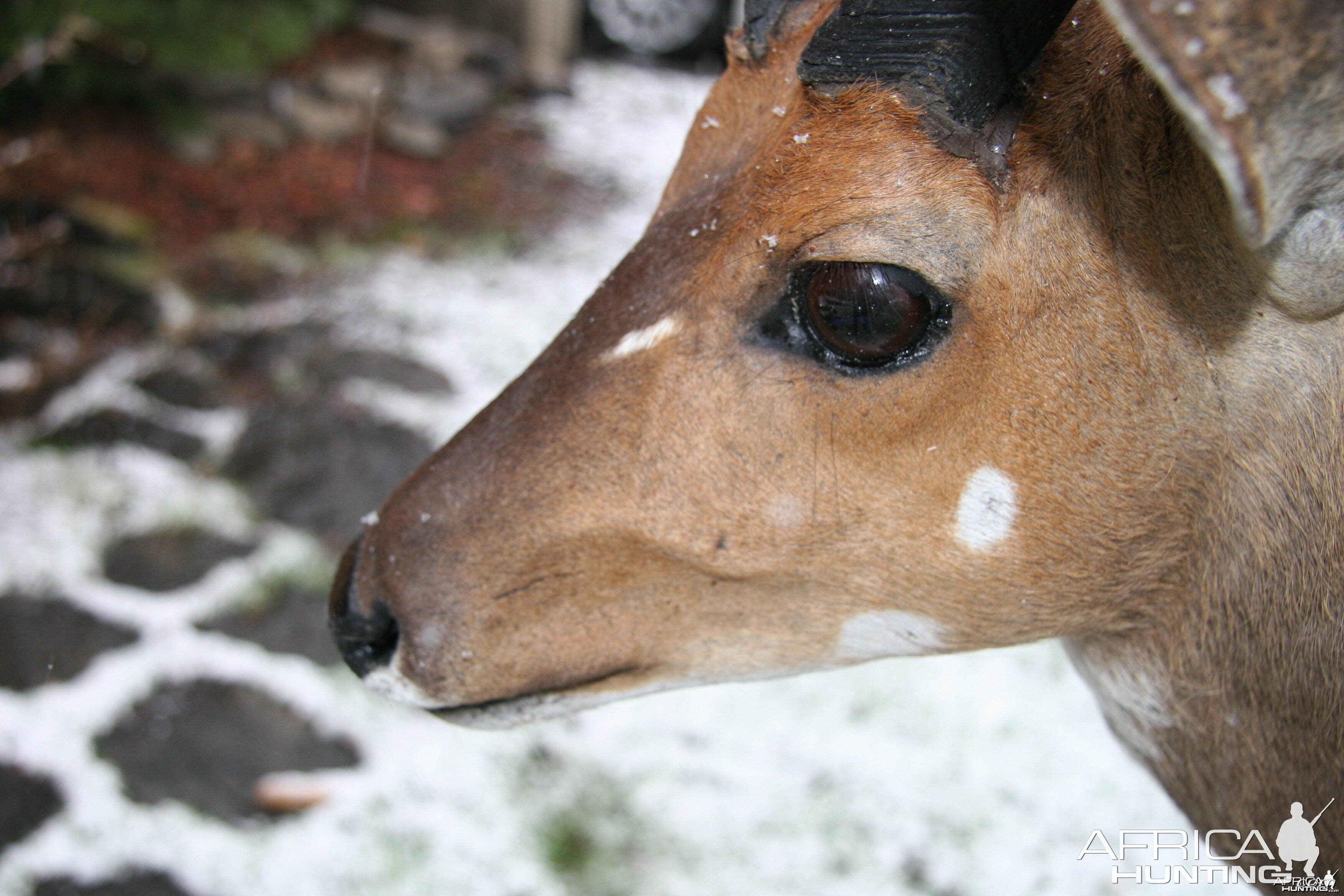 Bosbok Eyelashes