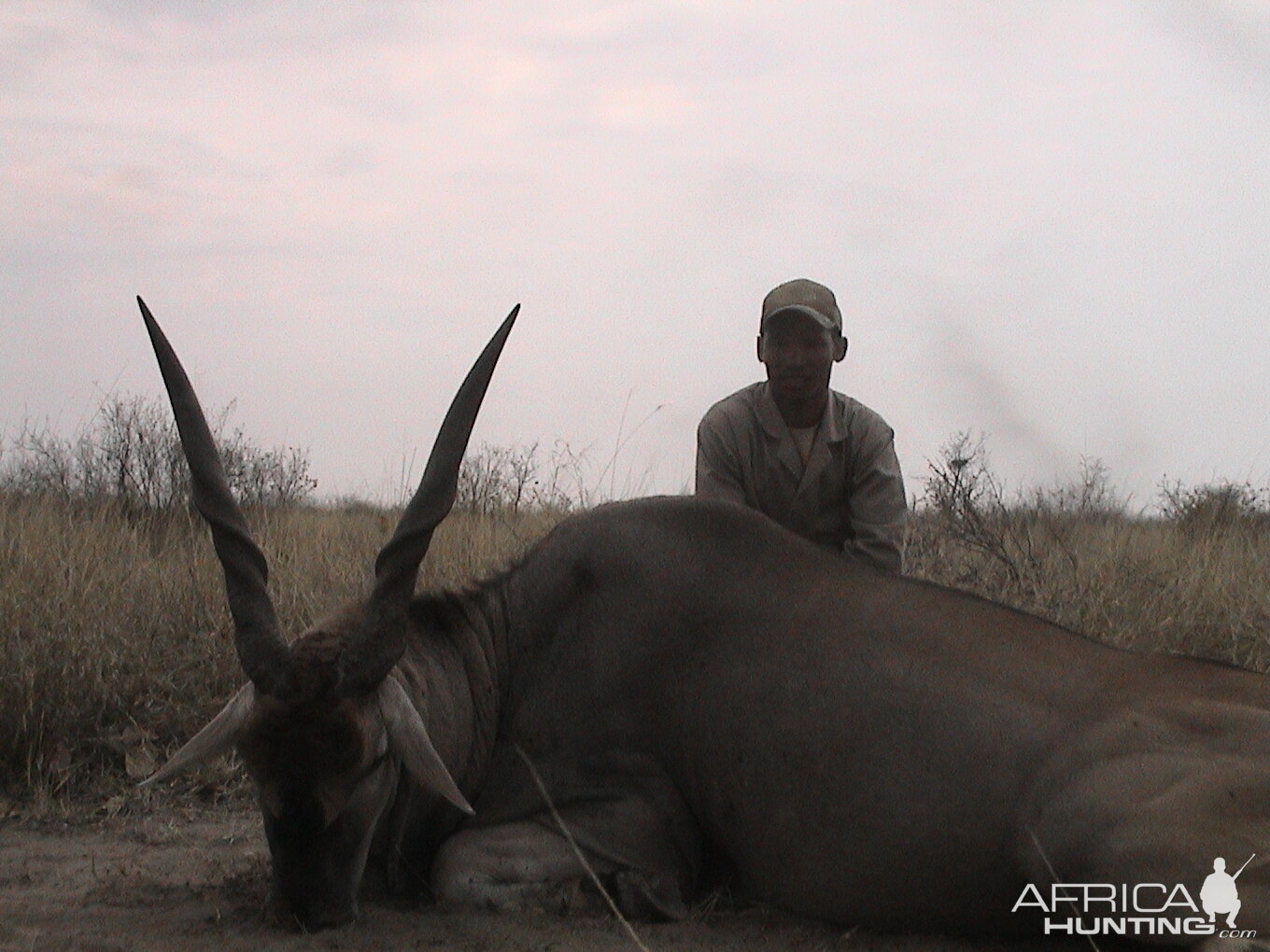 Botswana eland