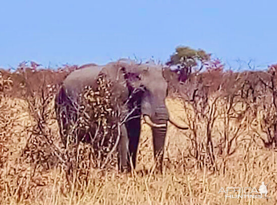 Botswana Elephant Trail Cam