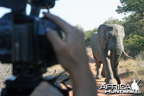 Botswana Elephant