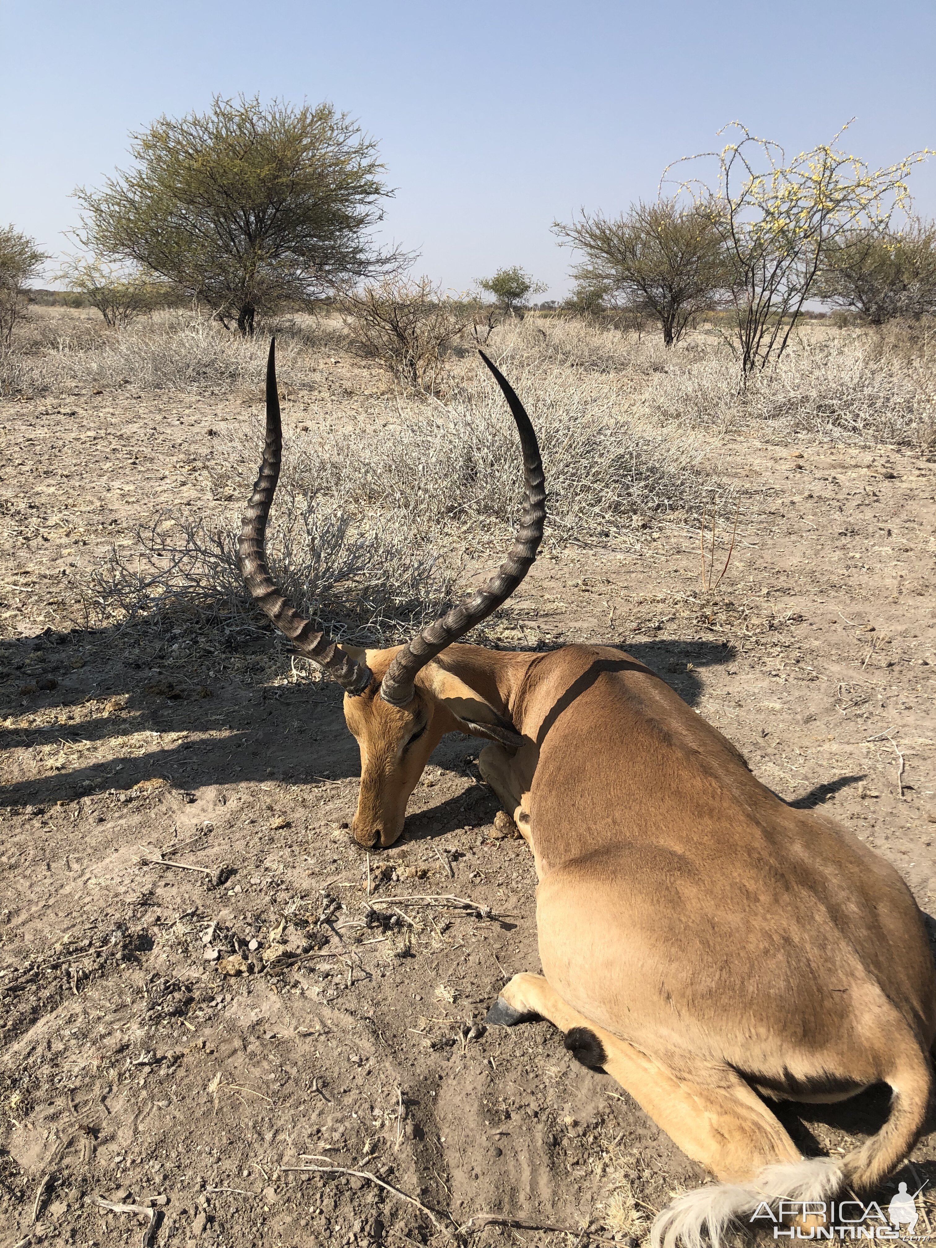 Botswana Hunt Impala