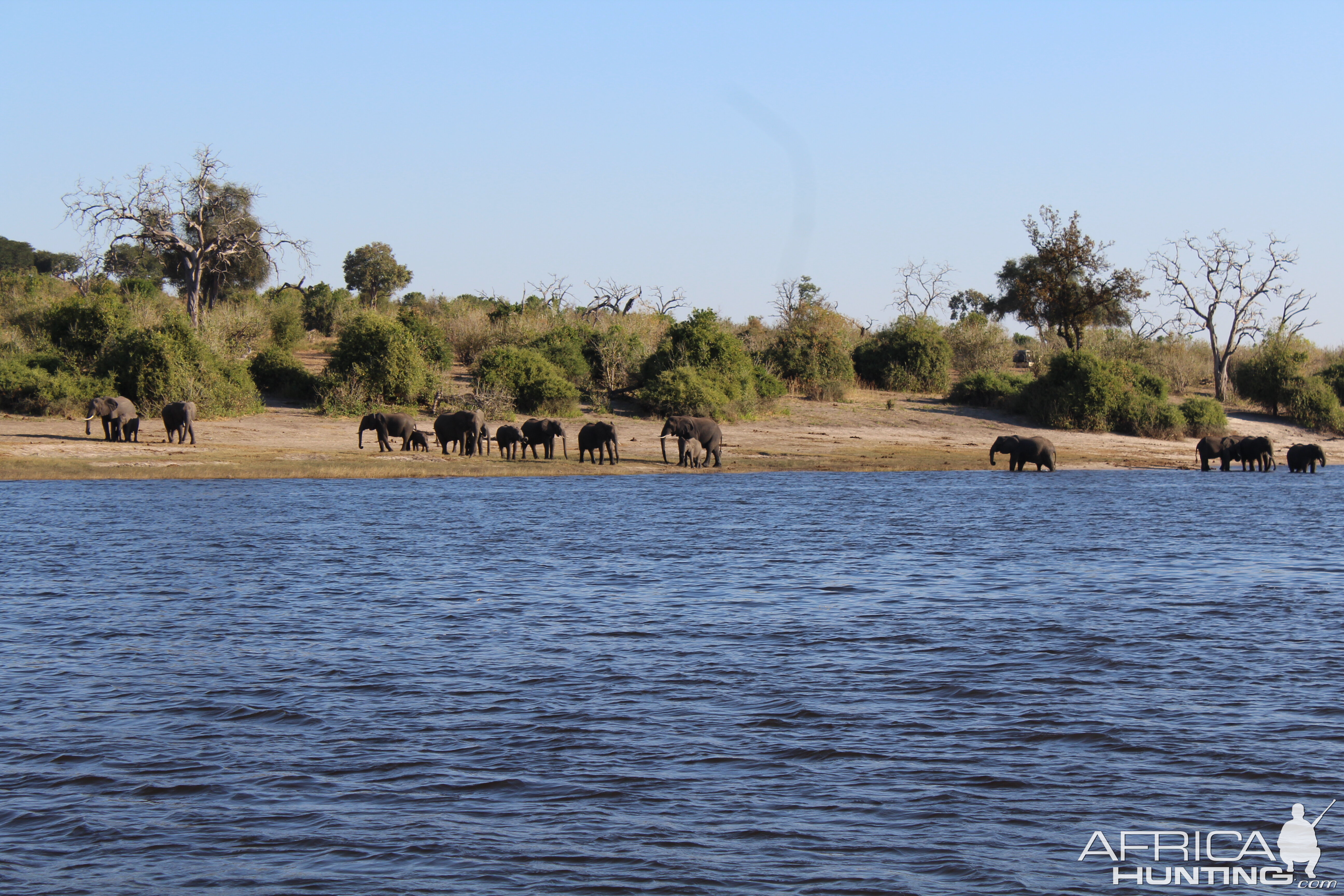 Botswana Kasane Chobe National Park Elephant