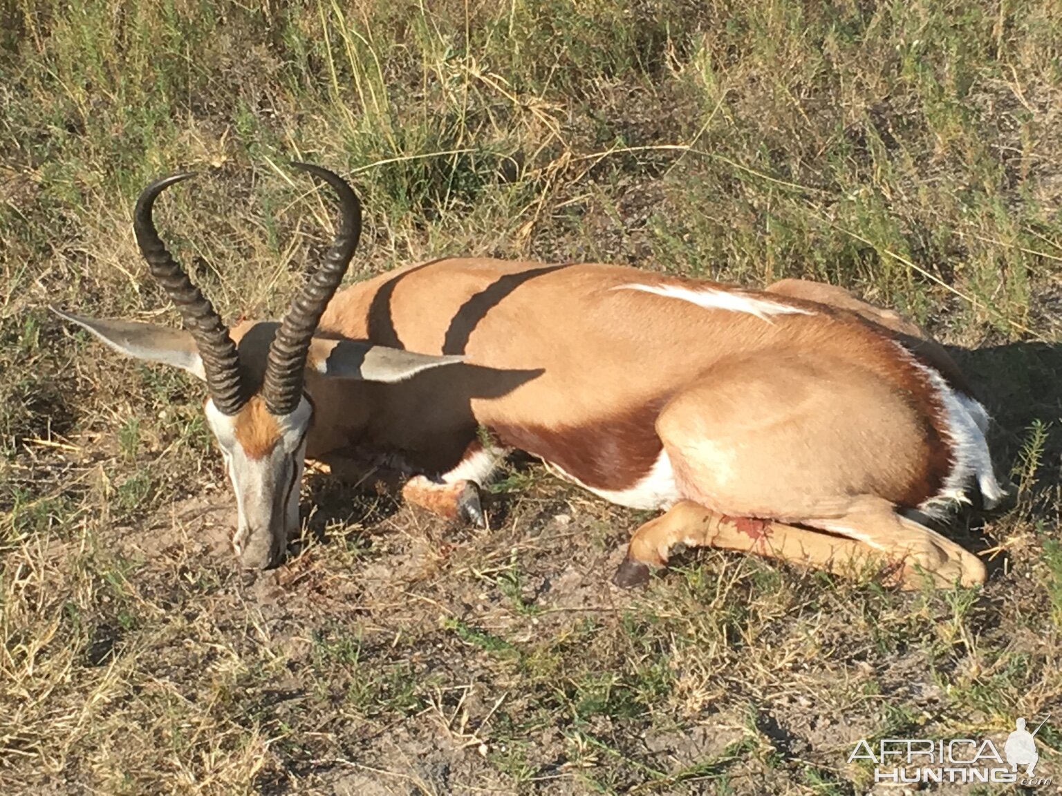 Botswana Springbok Hunt