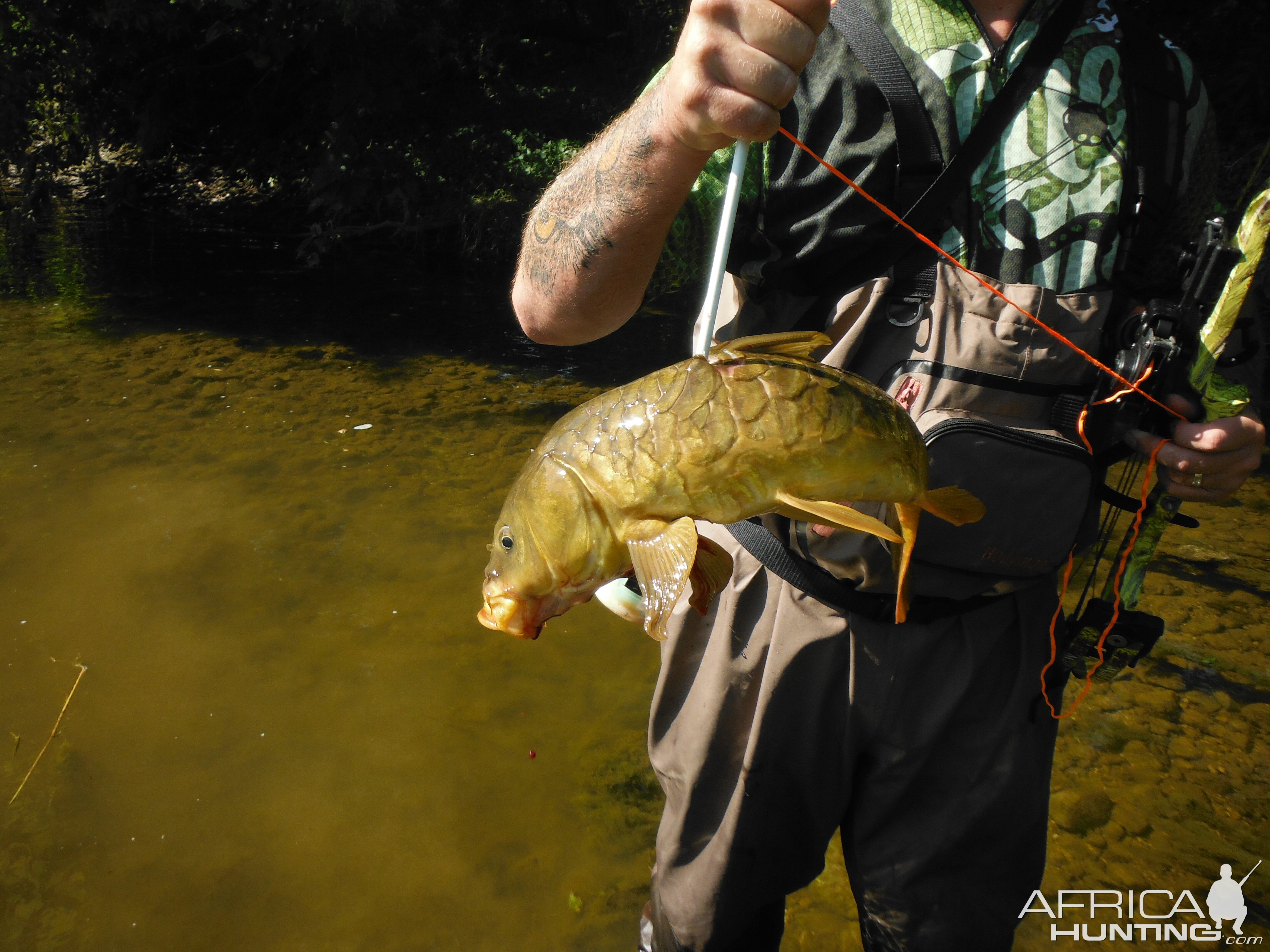 Bow Fishing Carp