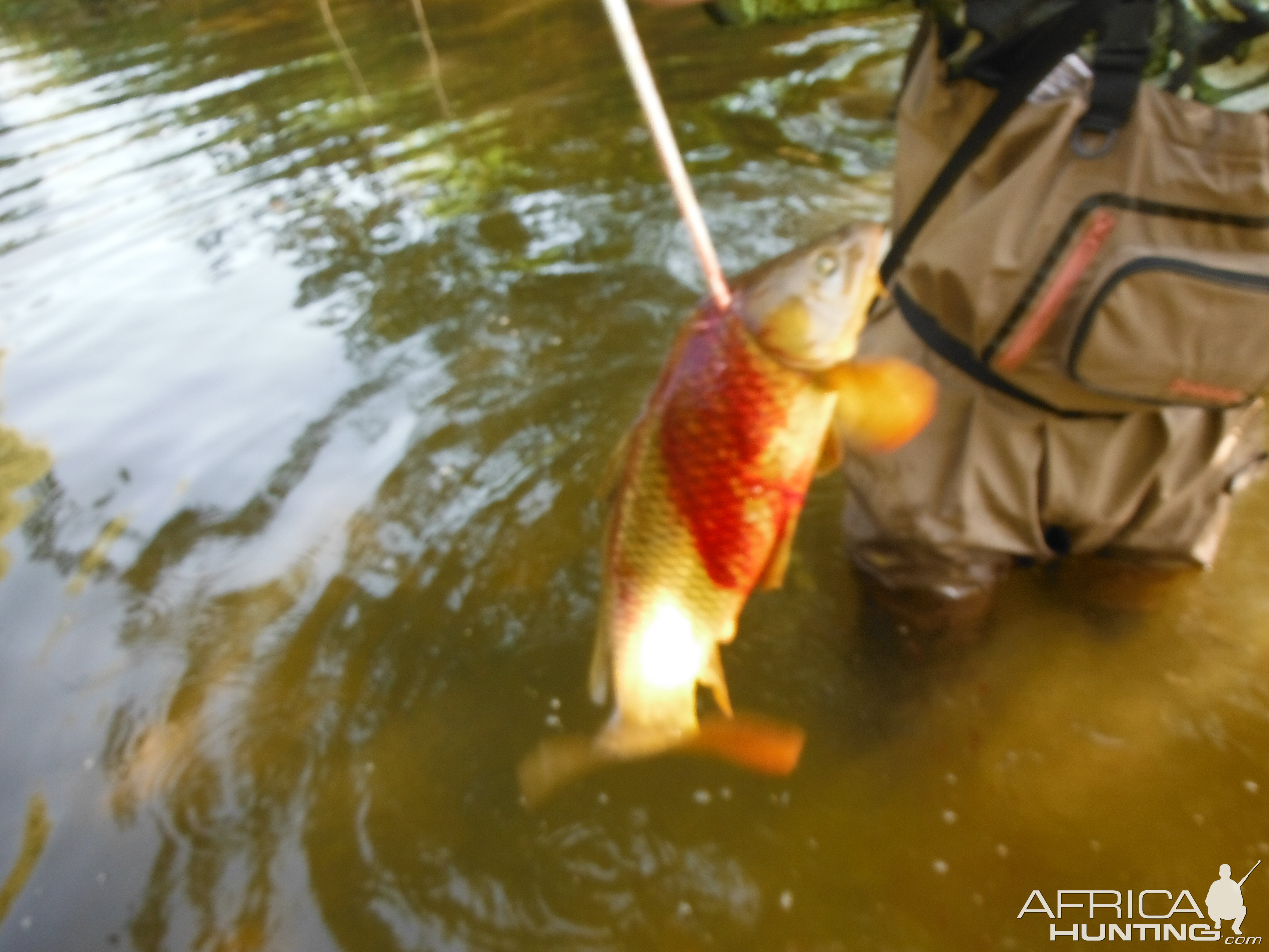 Bow Fishing Carp