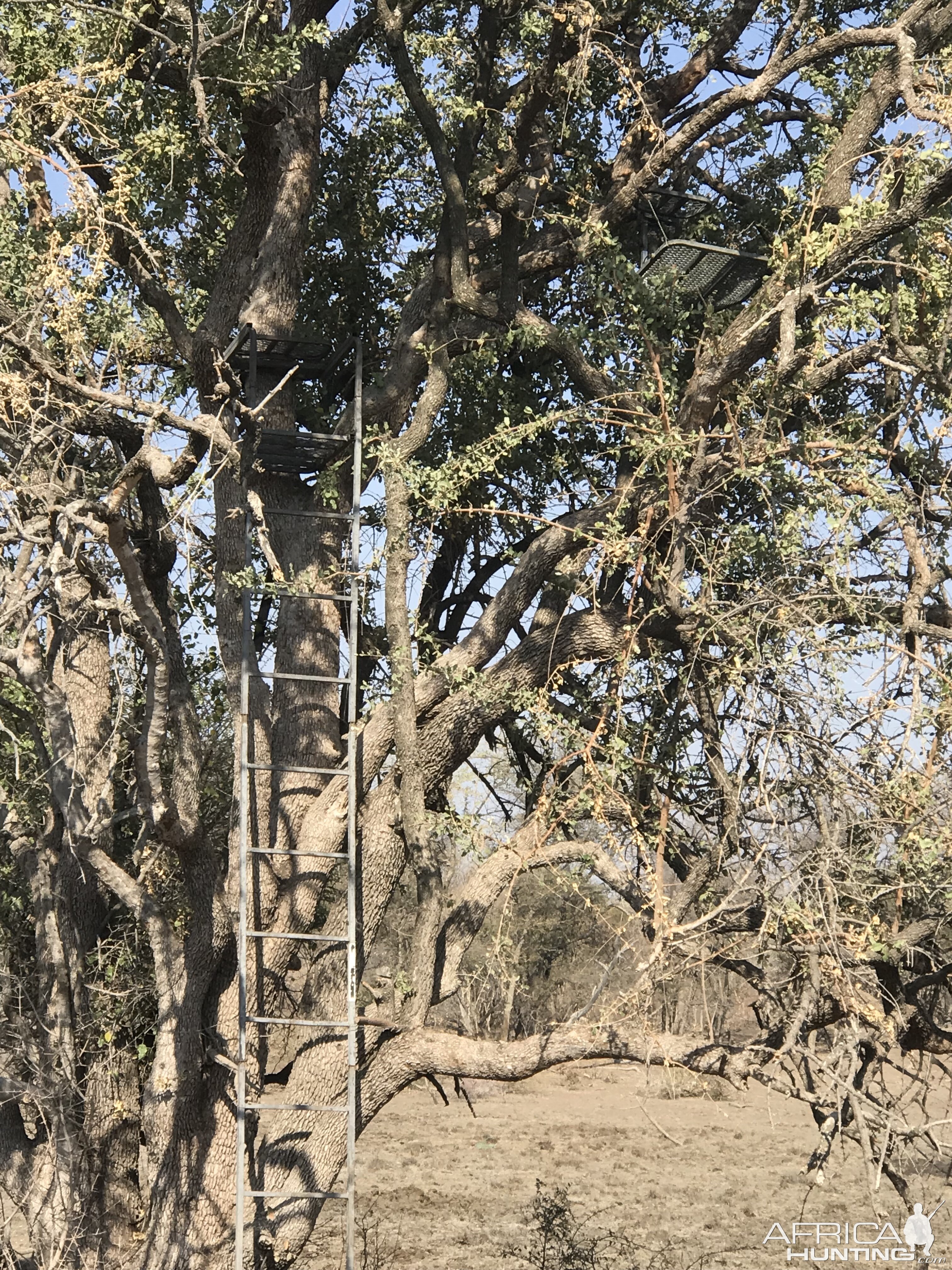 Bow Hide in Tree