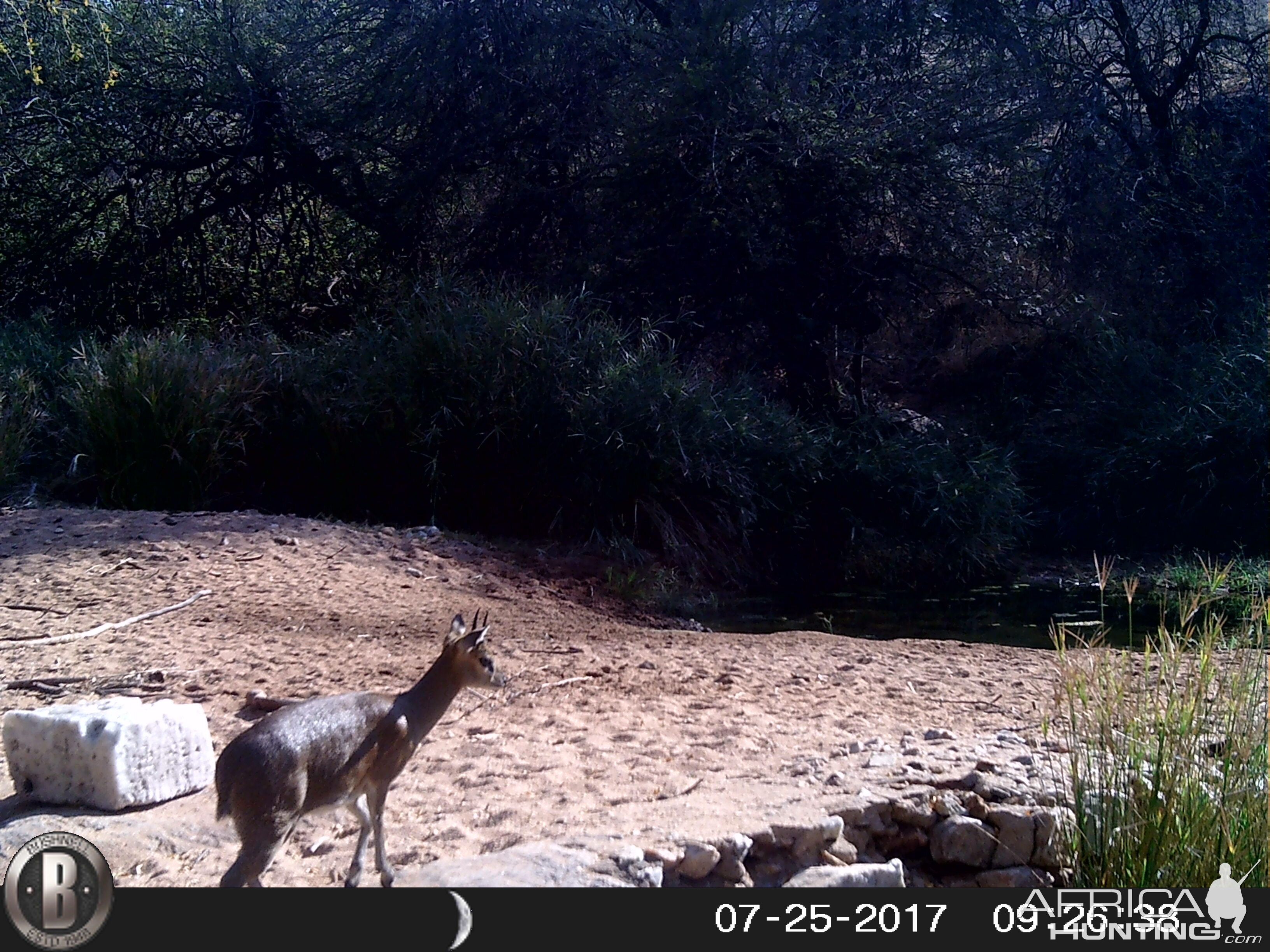 bow hunt a Klipspringer