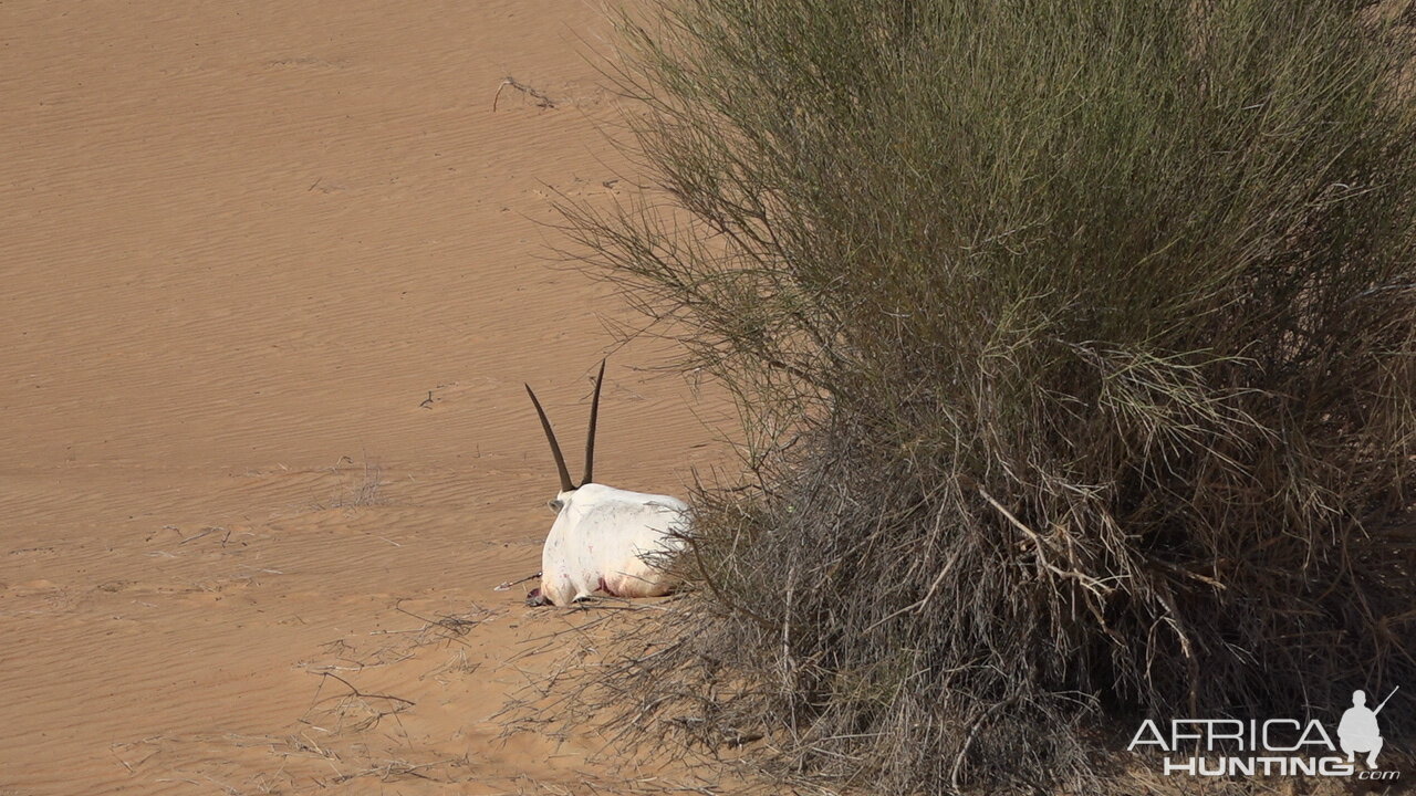 Bow Hunt Arabian Oryx in United Arab Emirates