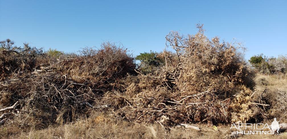 Bow Hunt Blind