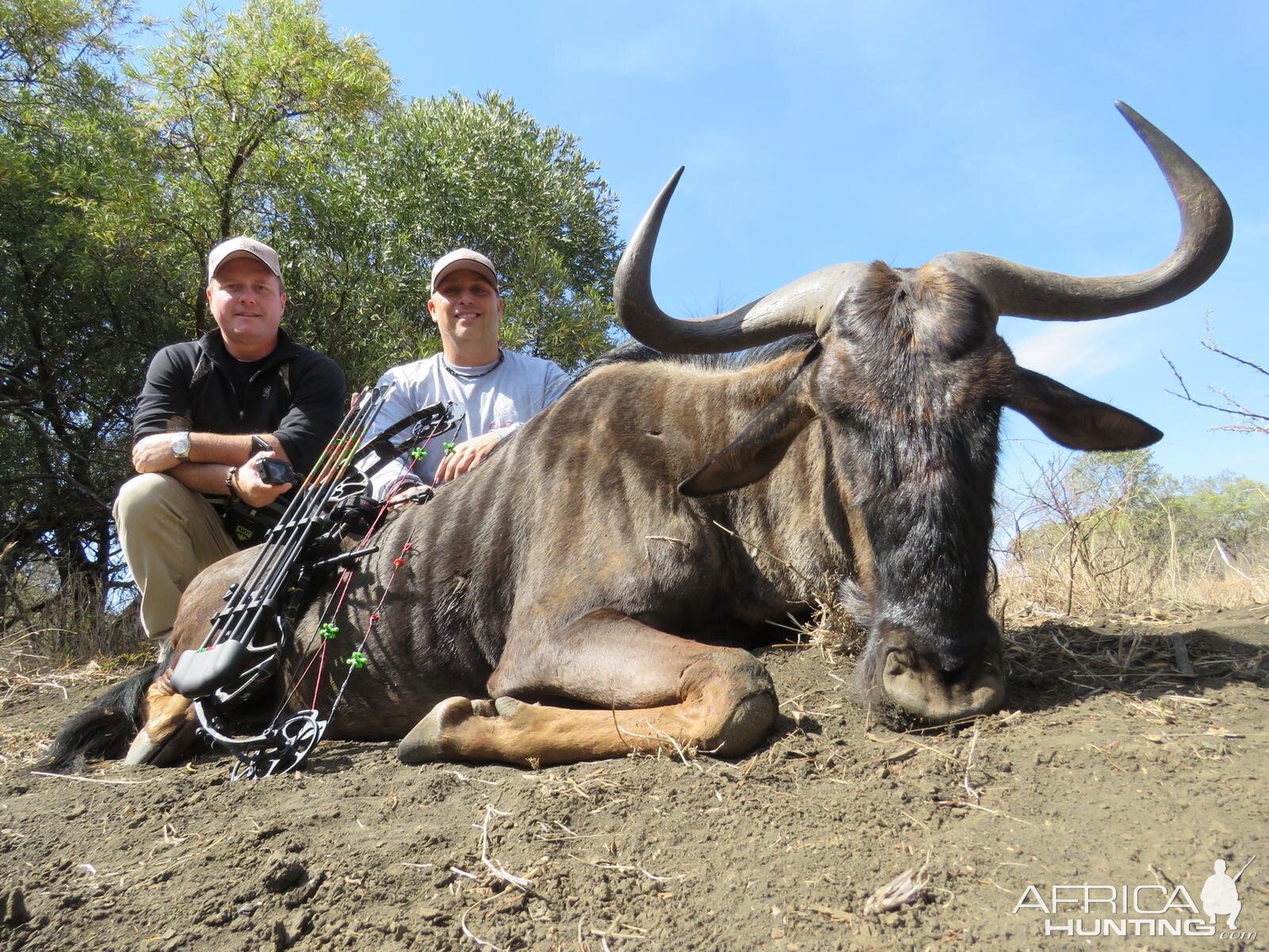 Bow Hunt Blue Wildebeest in South Africa