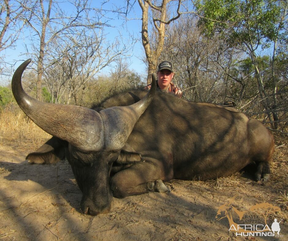 Bow Hunt Buffalo in South Africa