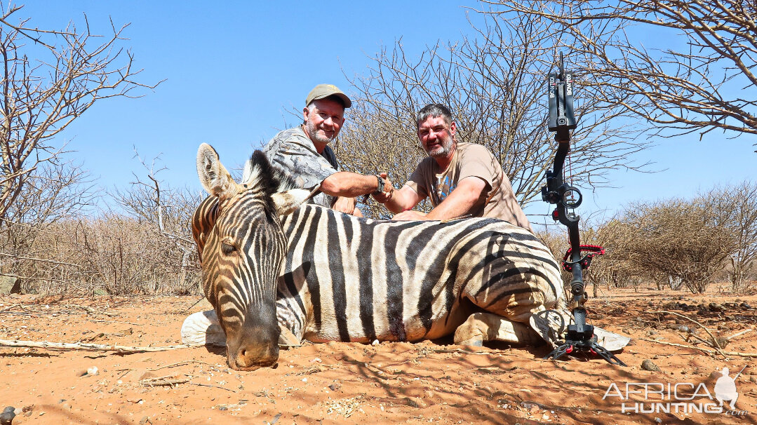 Bow Hunt Burchell's Plain Zebra in Namibia