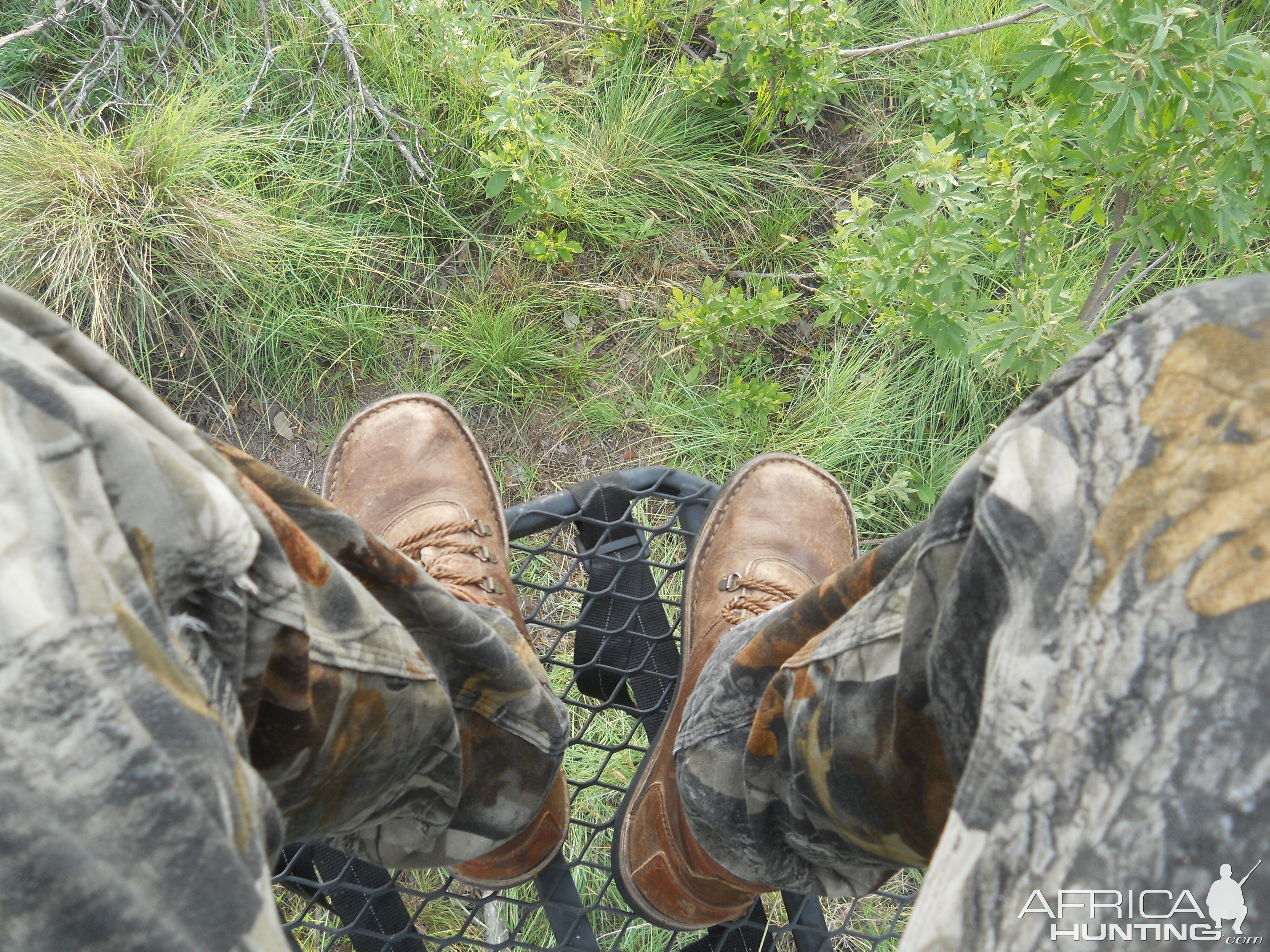 Bow Hunt Bushpig in South Africa