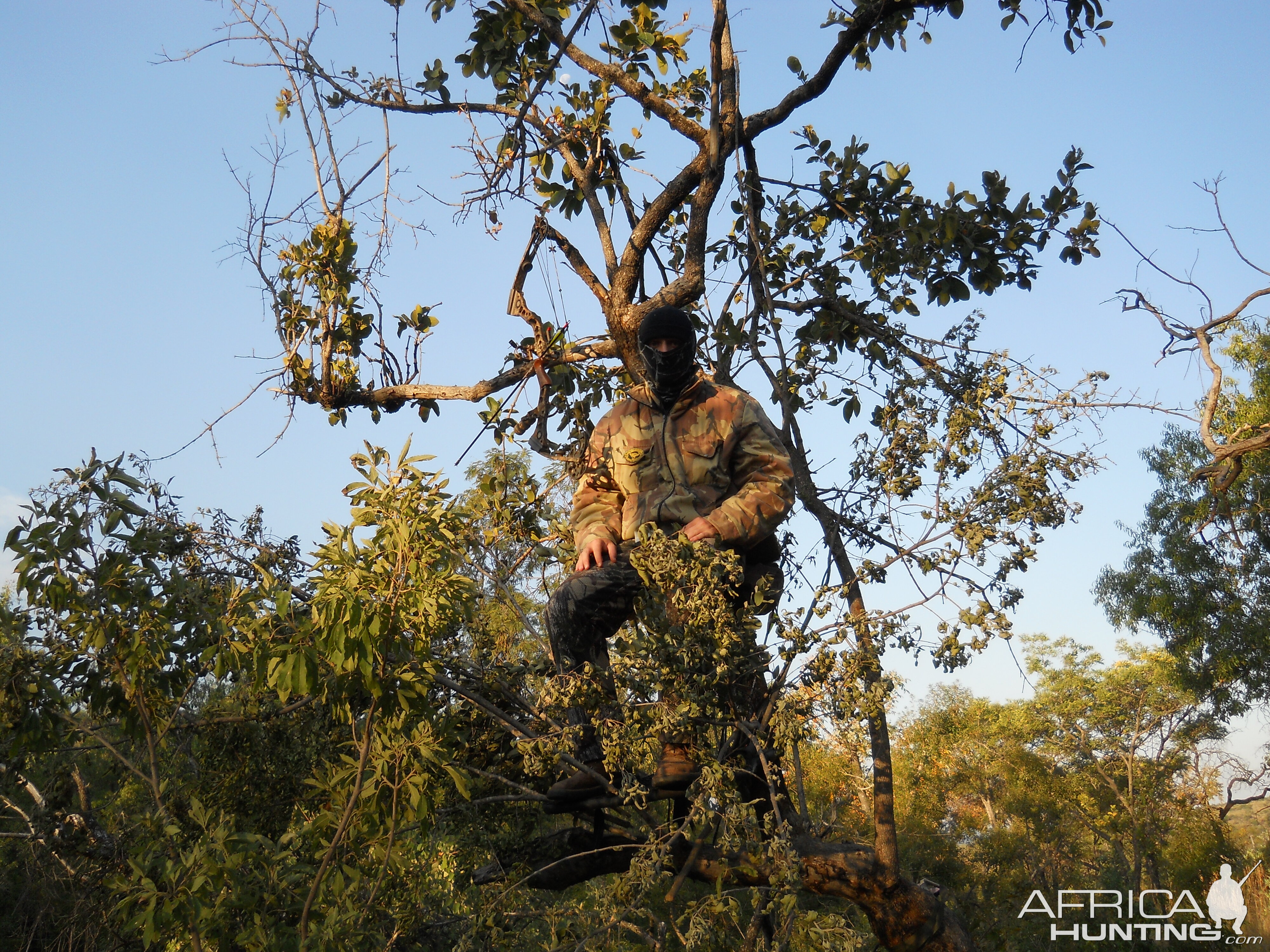 Bow Hunt Bushpig in South Africa