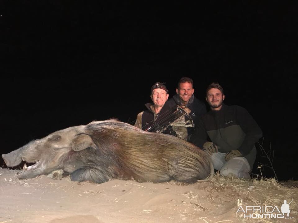 Bow Hunt Bushpig in South Africa